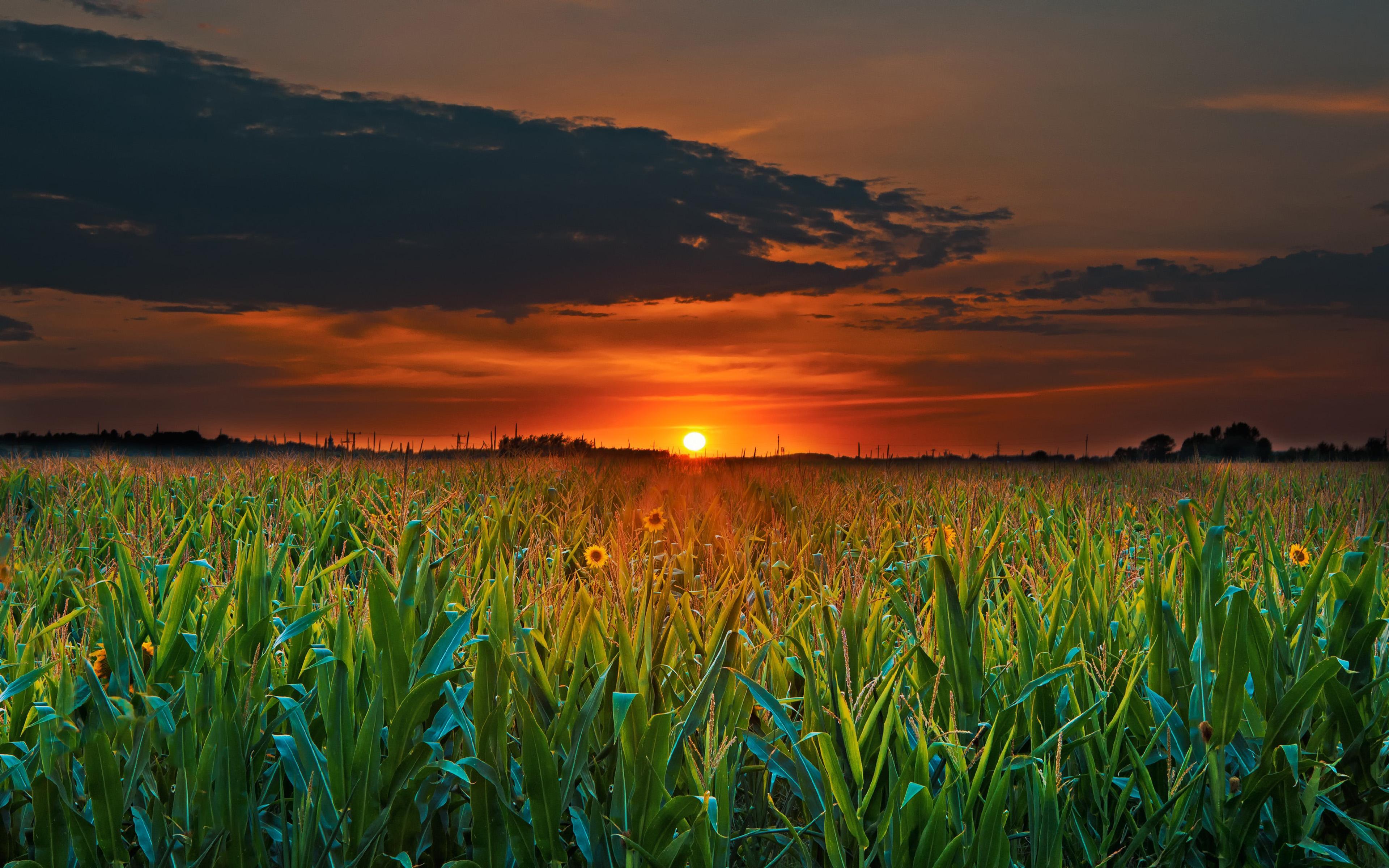 Sunset Green Field With Corn Dark Clouds 4k Ultra HD Desktop