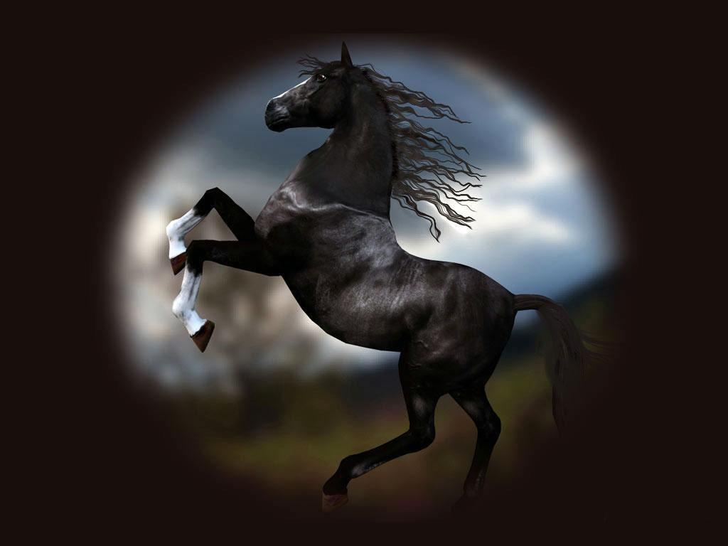 Free download Horses Wallpaper Blog Archive Black Horse