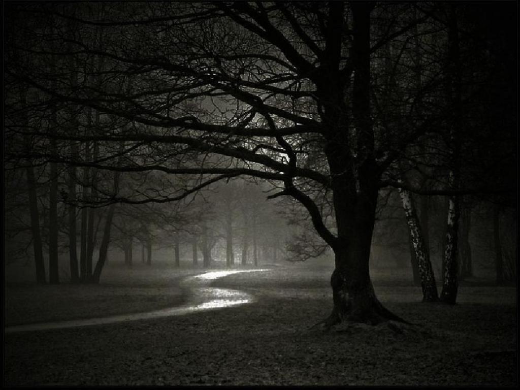 night path image. Free Forest night Wallpaper