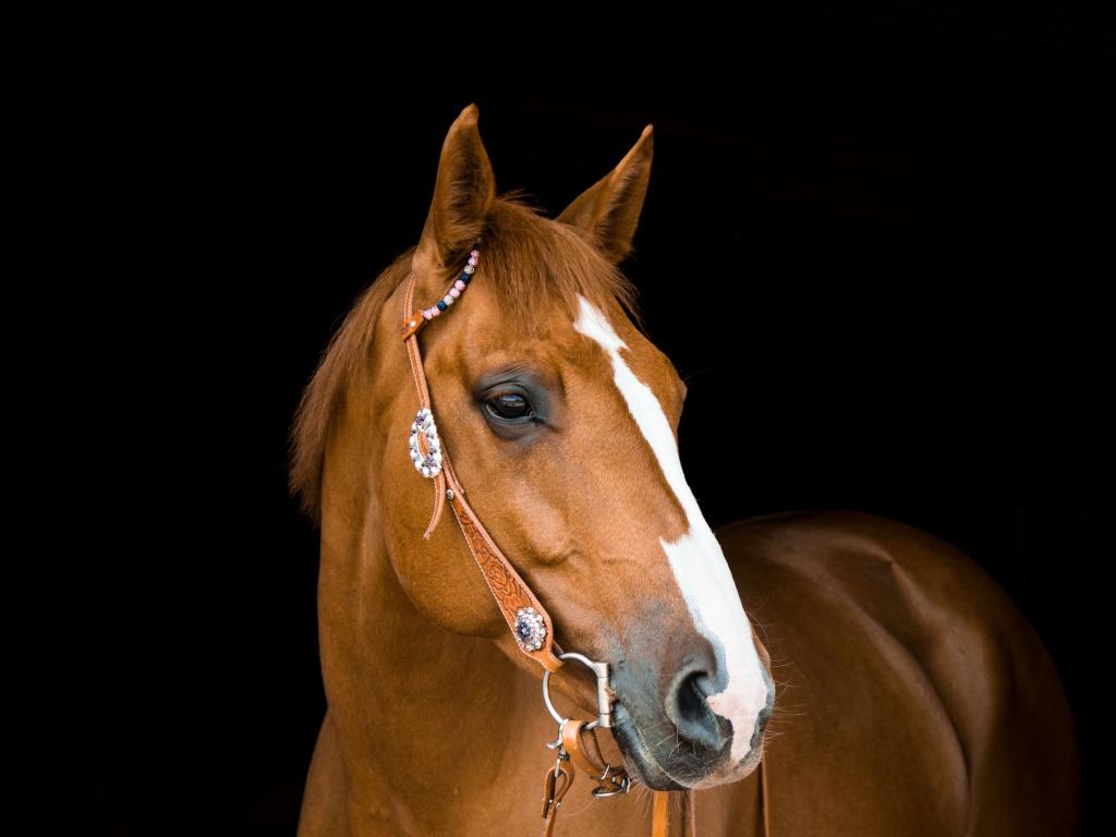 Desktop wallpaper mammal, brown, horse, portrait, HD image