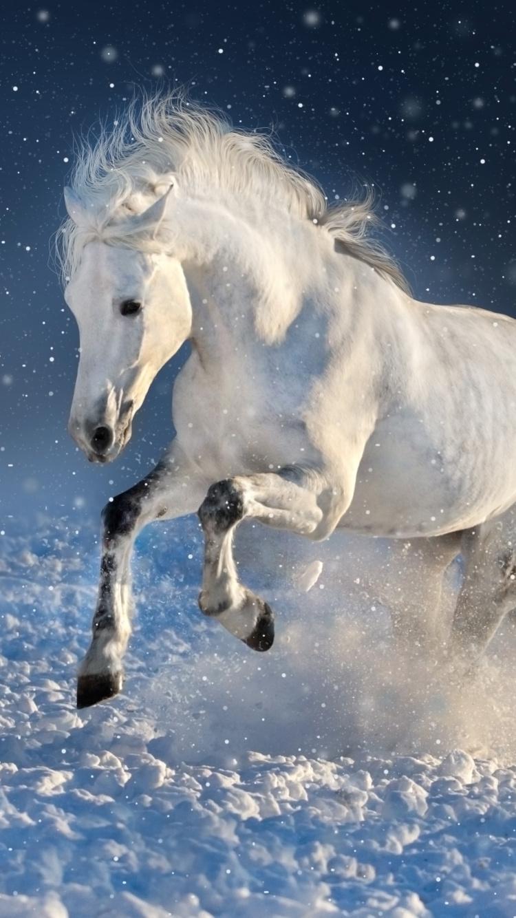 Download 750x1334 wallpaper white horse, run, mammal