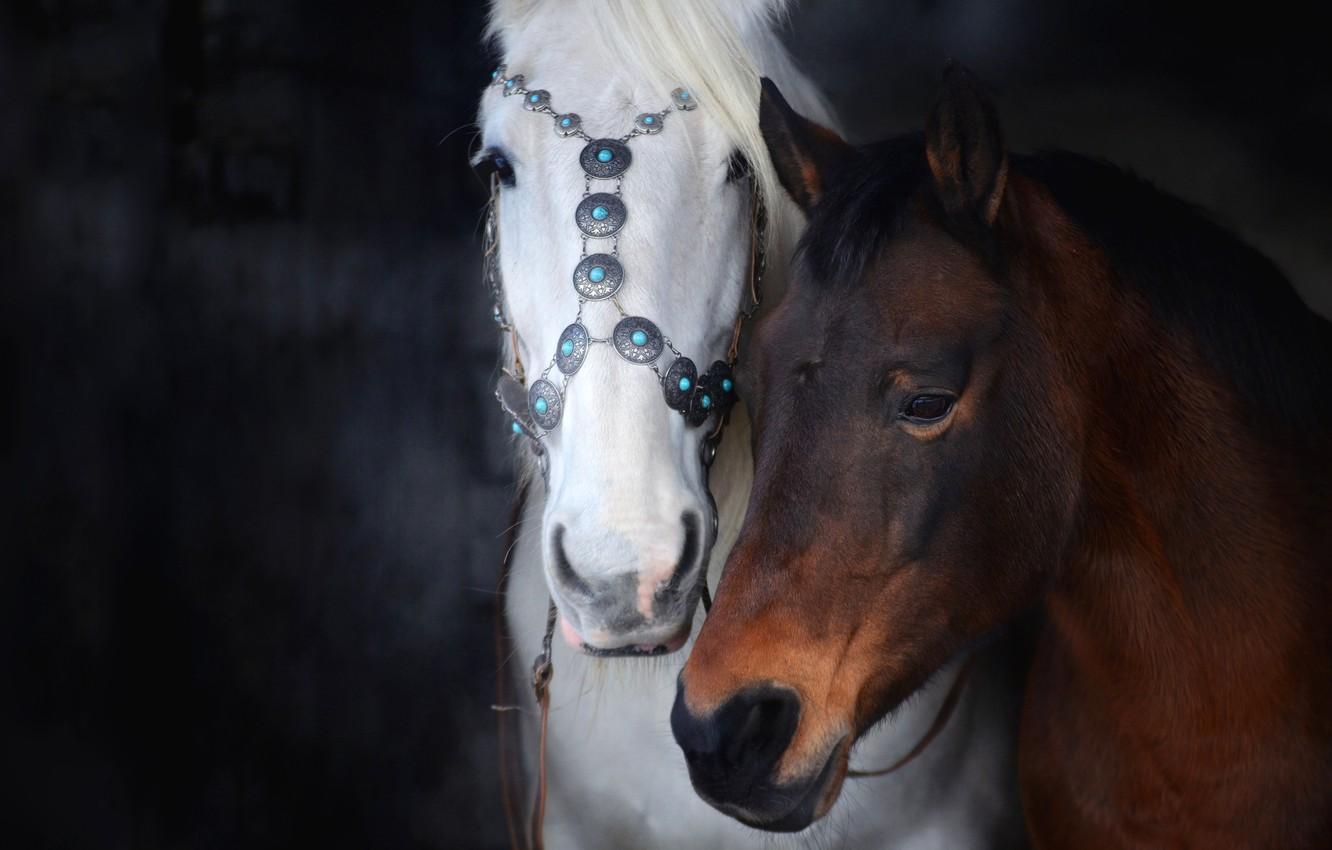 Wallpaper white, look, the dark background, horse, horse