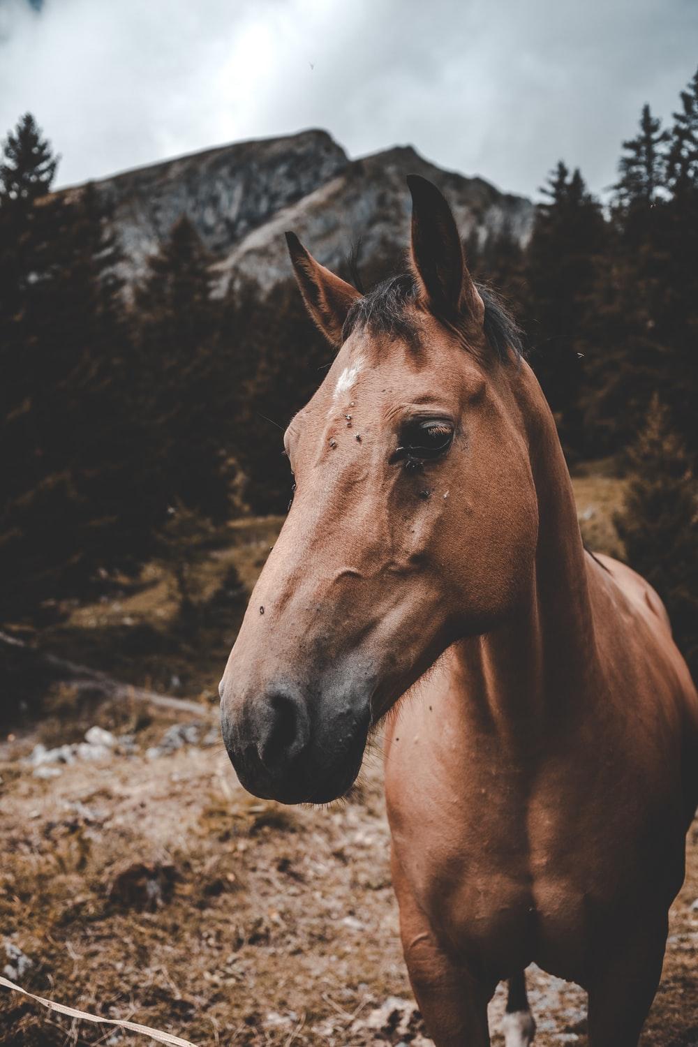 Horse Portrait Picture. Download Free Image