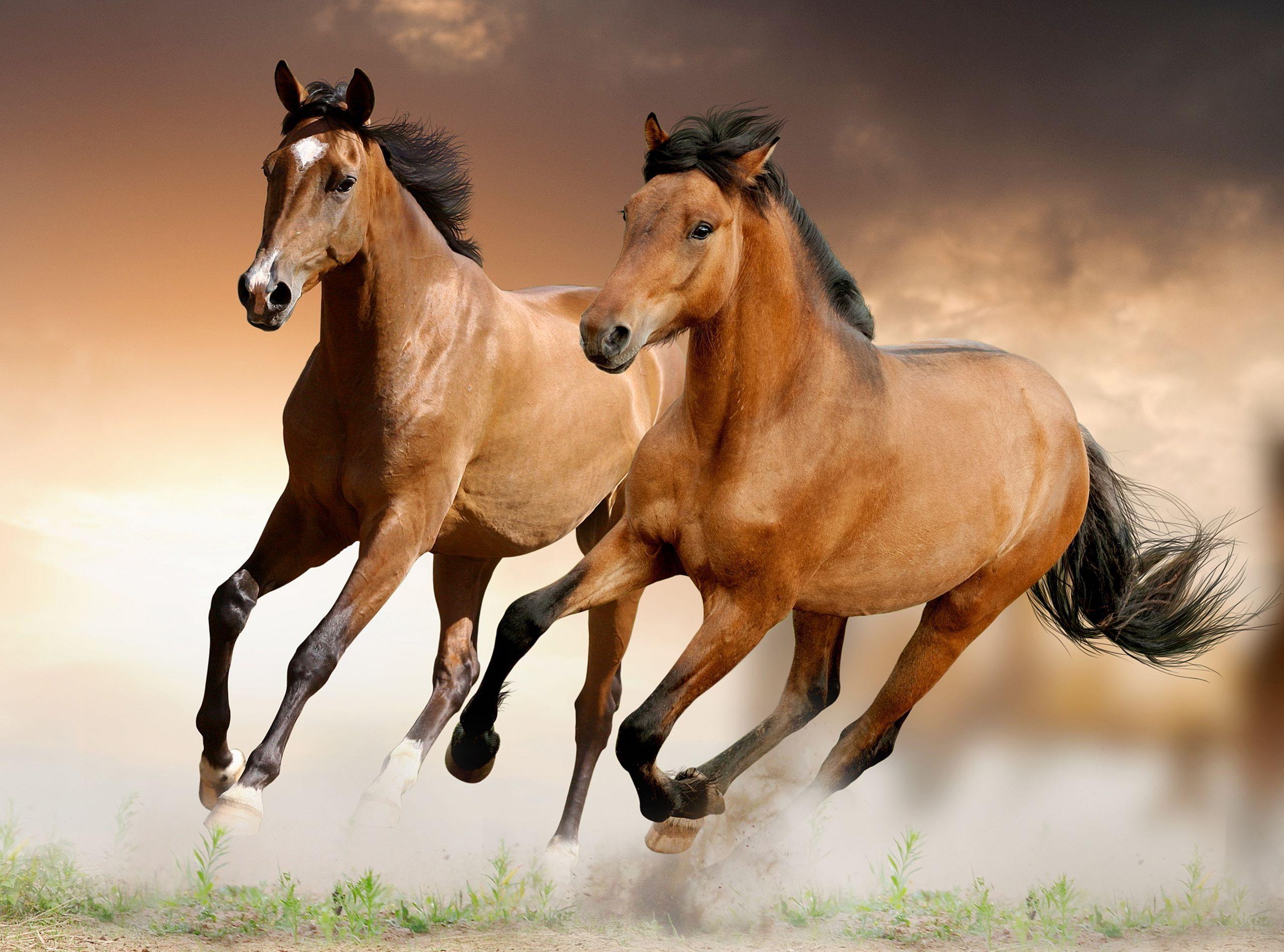 Brown Horses Running Wallpaper, HD Wallpaper, Pic, Picture