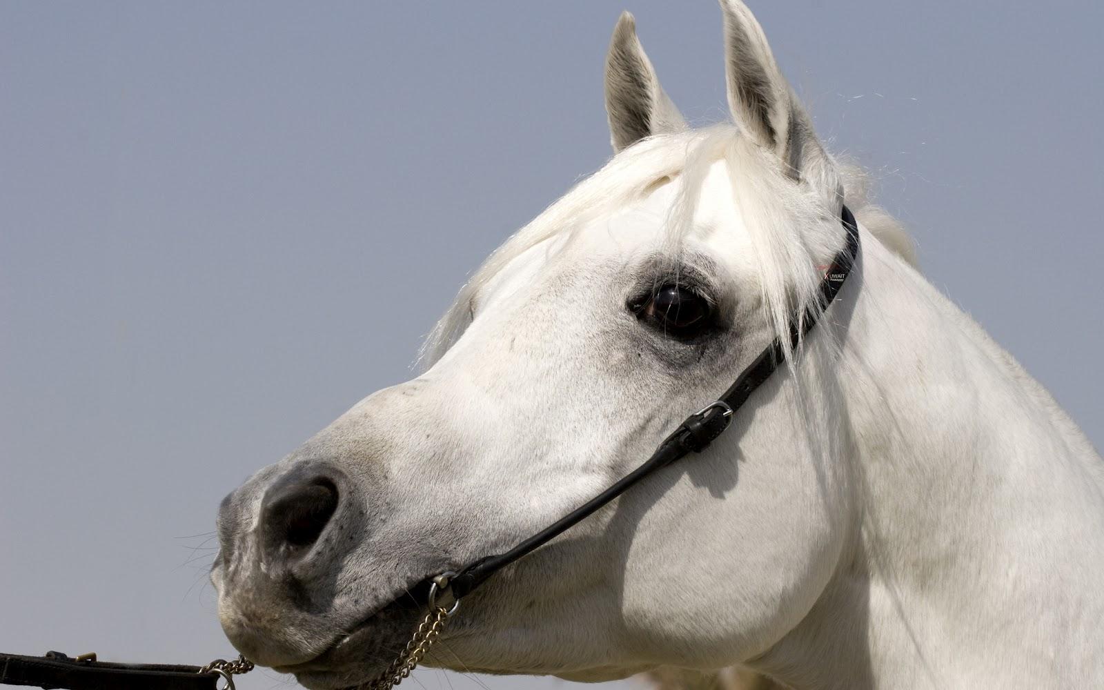 Portrait picture of a white horse. HD Animals Wallpaper