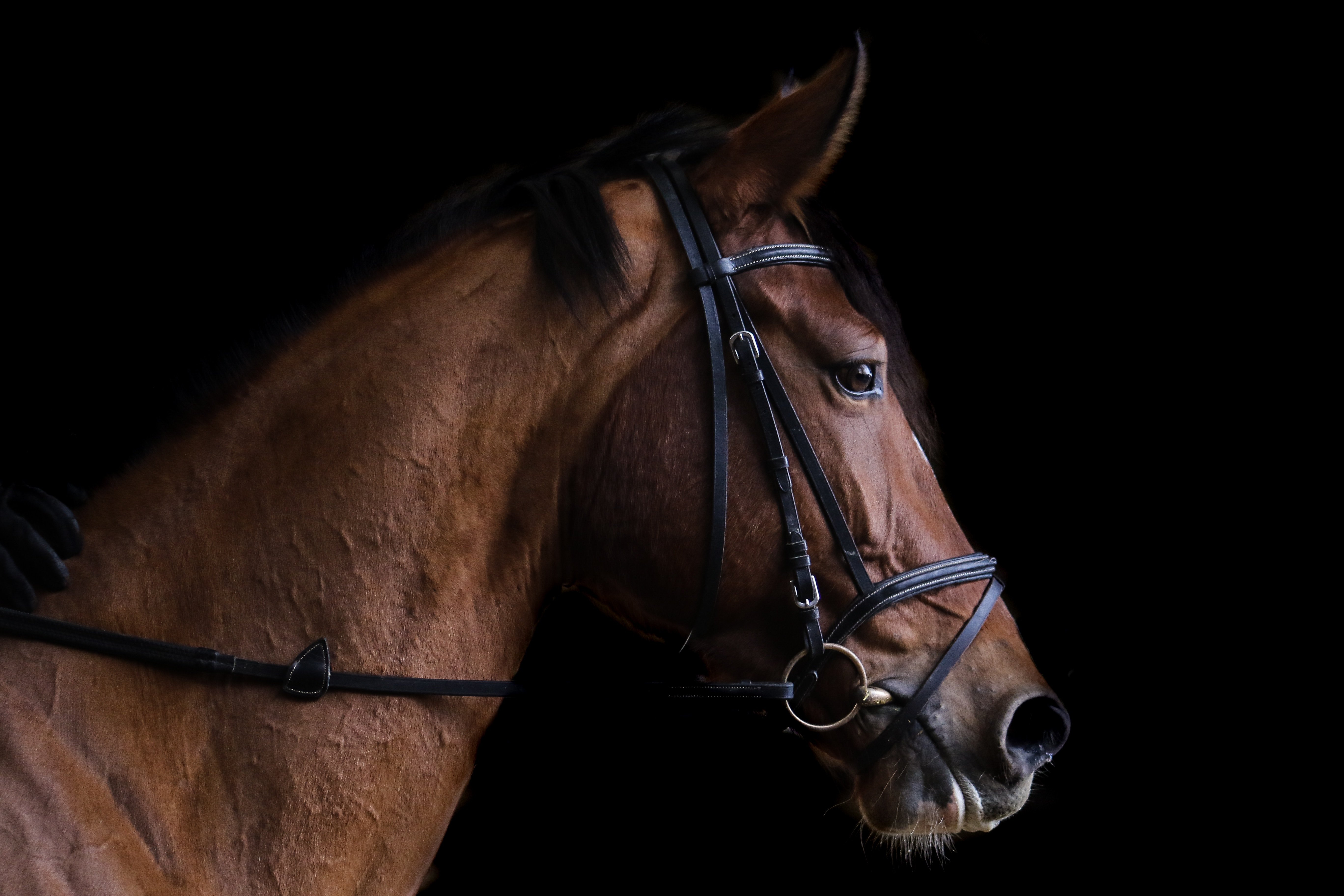 #reins, #equestrian, #race horse, #PNG image