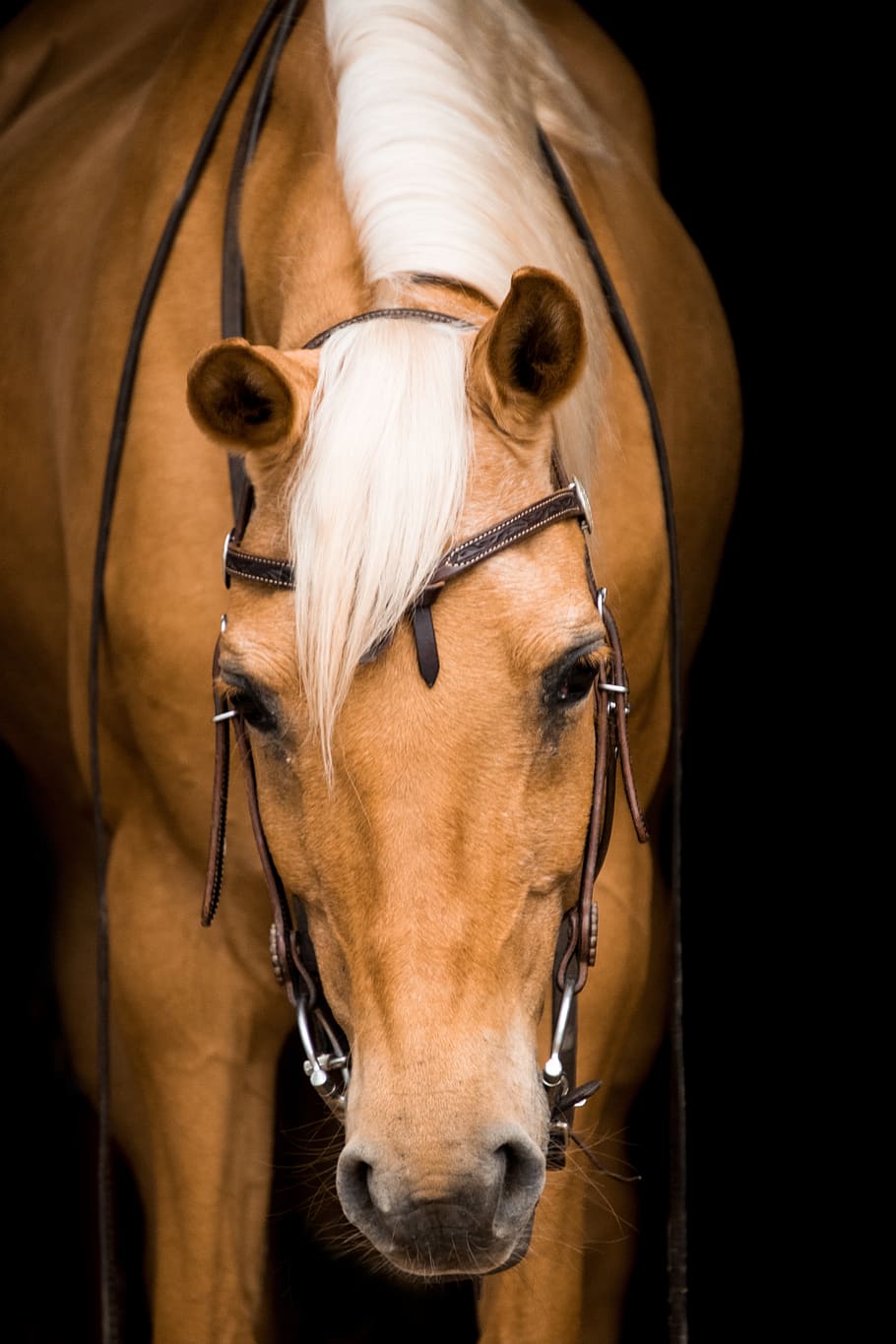 Palomino horse 1080P, 2K, 4K, 5K HD wallpaper free download