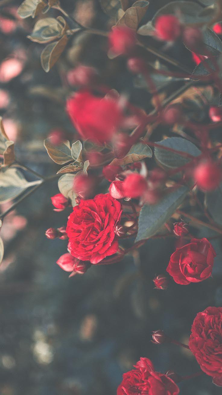 iPhone wallpaper, A Dozen Red Roses iPhone Wallpaper