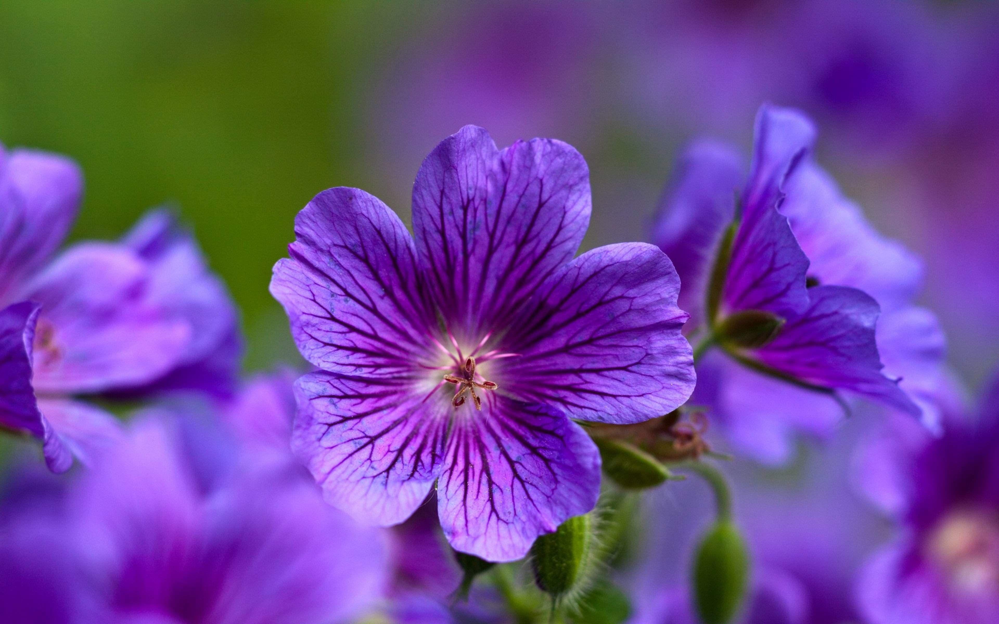 purple violets flower 4k ultra HD wallpaper. Purple flowers