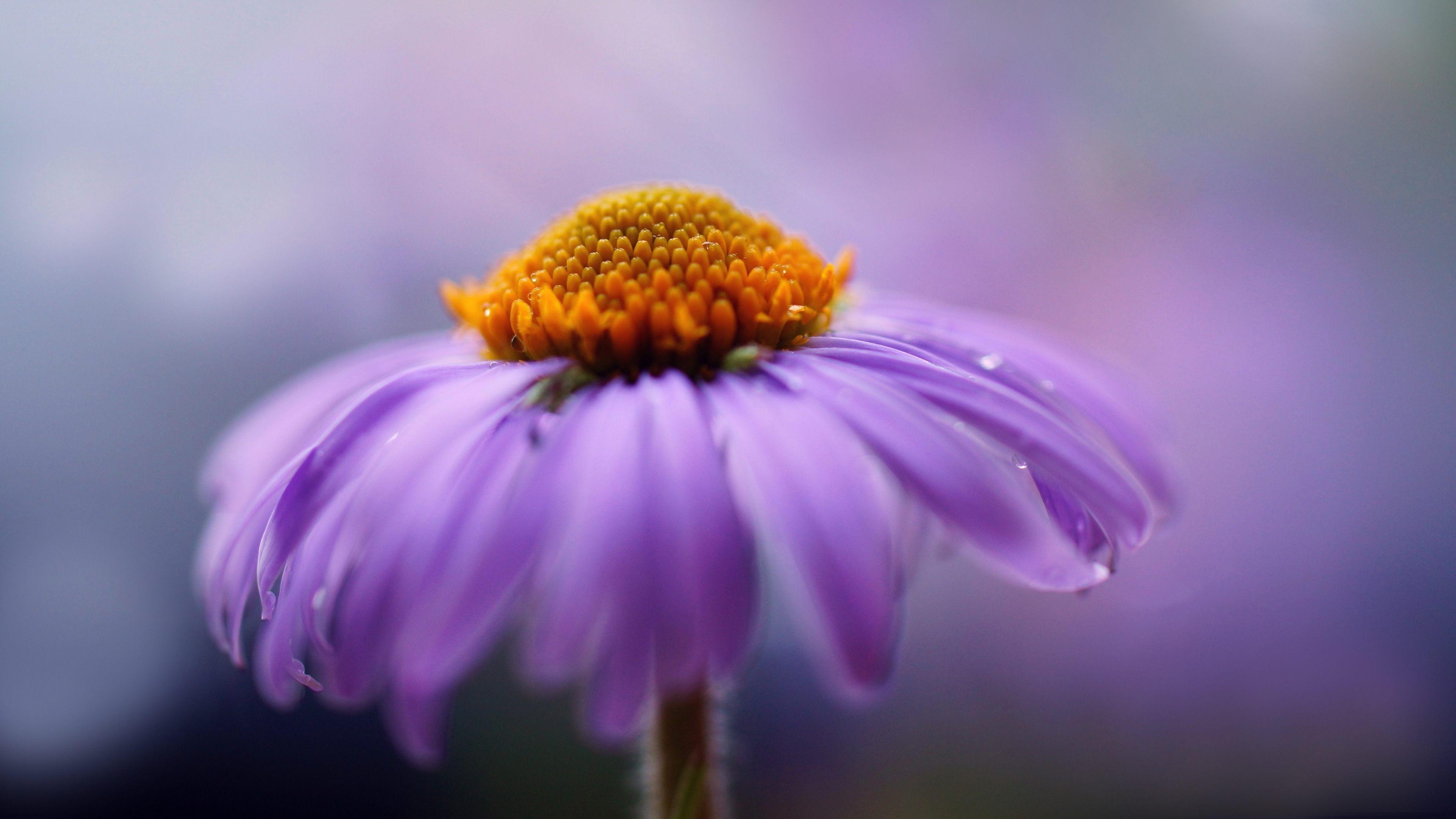 purple flower photography 4k ultra HD wallpaper. Flowers photography, Purple flower background, Photography 4k