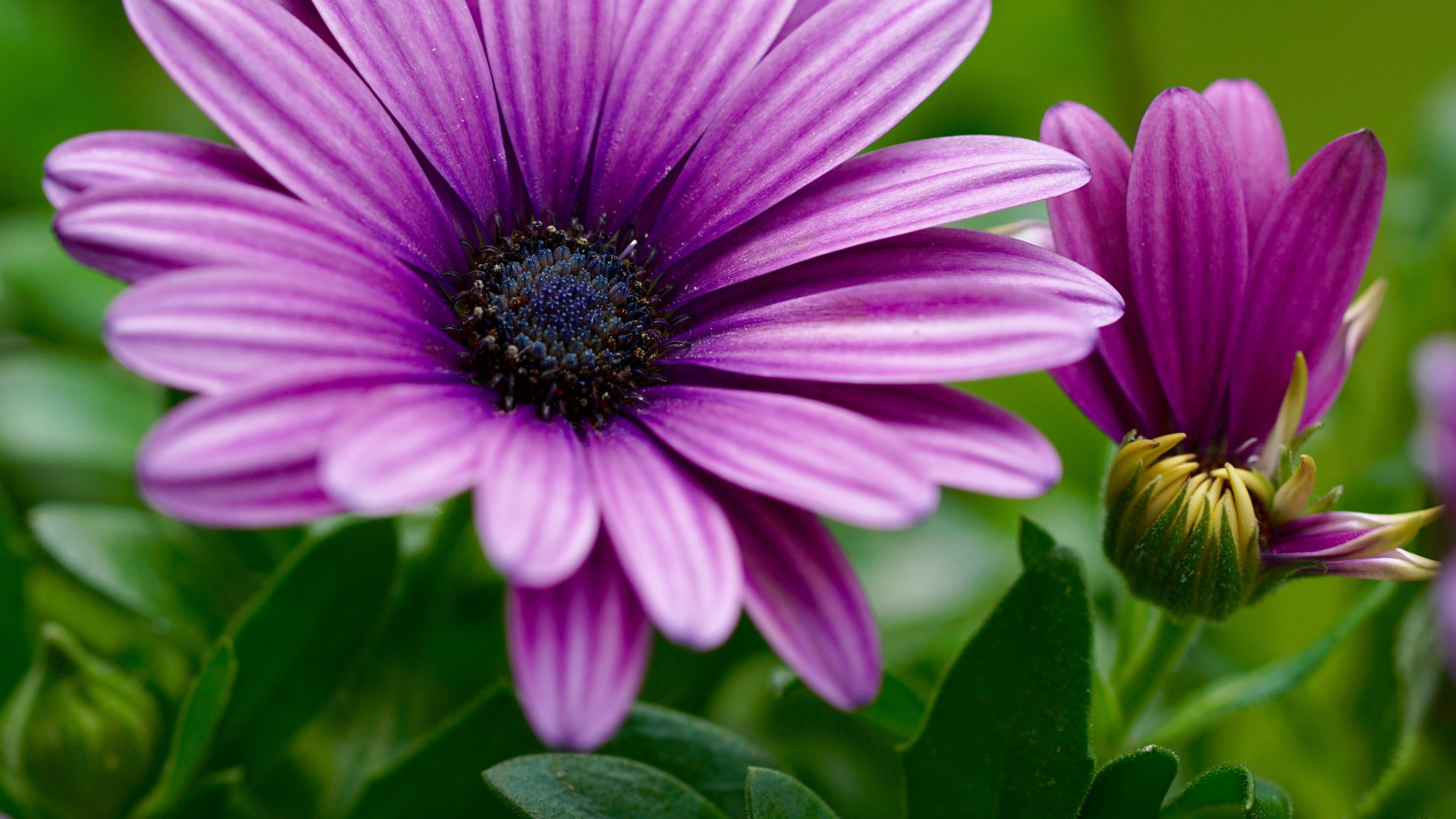 Argyranthemum Purple Flowers 4k Wallpaper HD Desktop