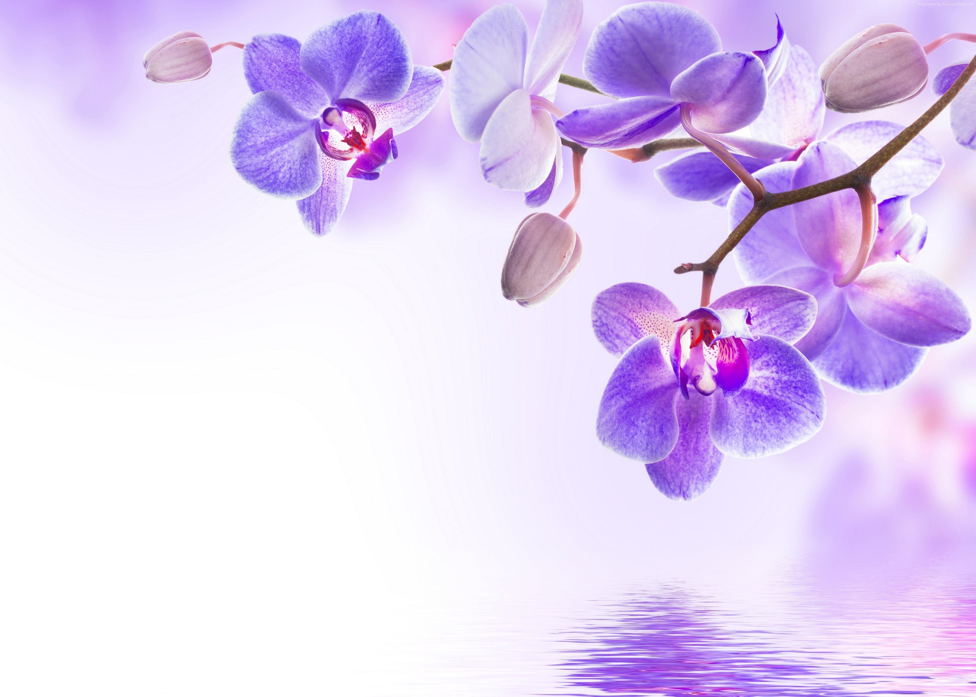 Purple flowers, orchid, flower, 4k HD wallpaper. Wallpaper