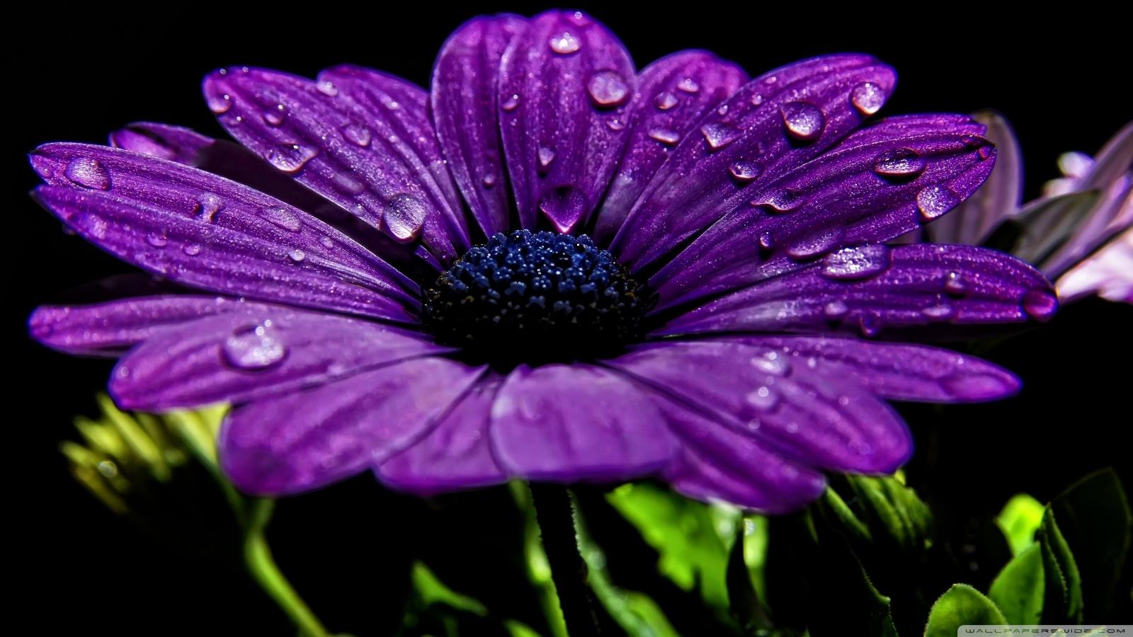 Beautiful Violet Flowers With Drop Backgrounds Desktop Wallpaper Postcard  Stock Photo  Download Image Now  iStock