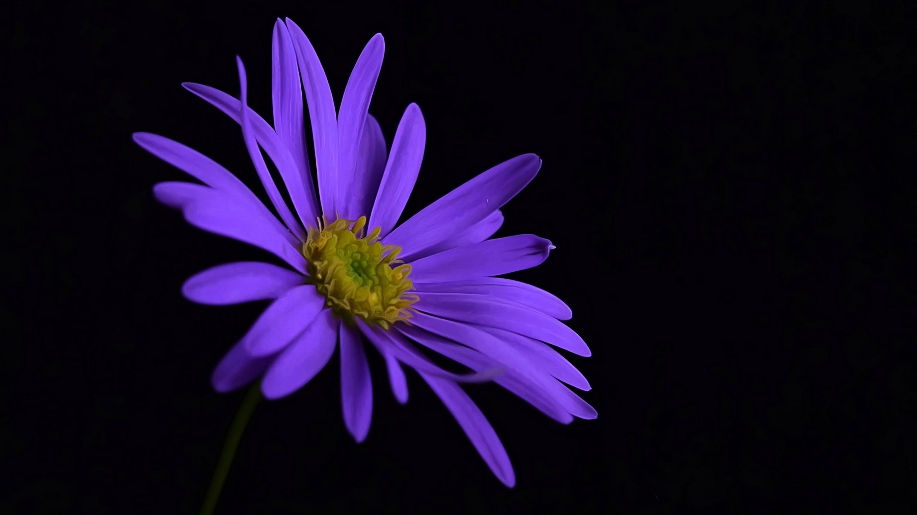 Purple Flower Blossom 1400x1050 Resolution HD 4k