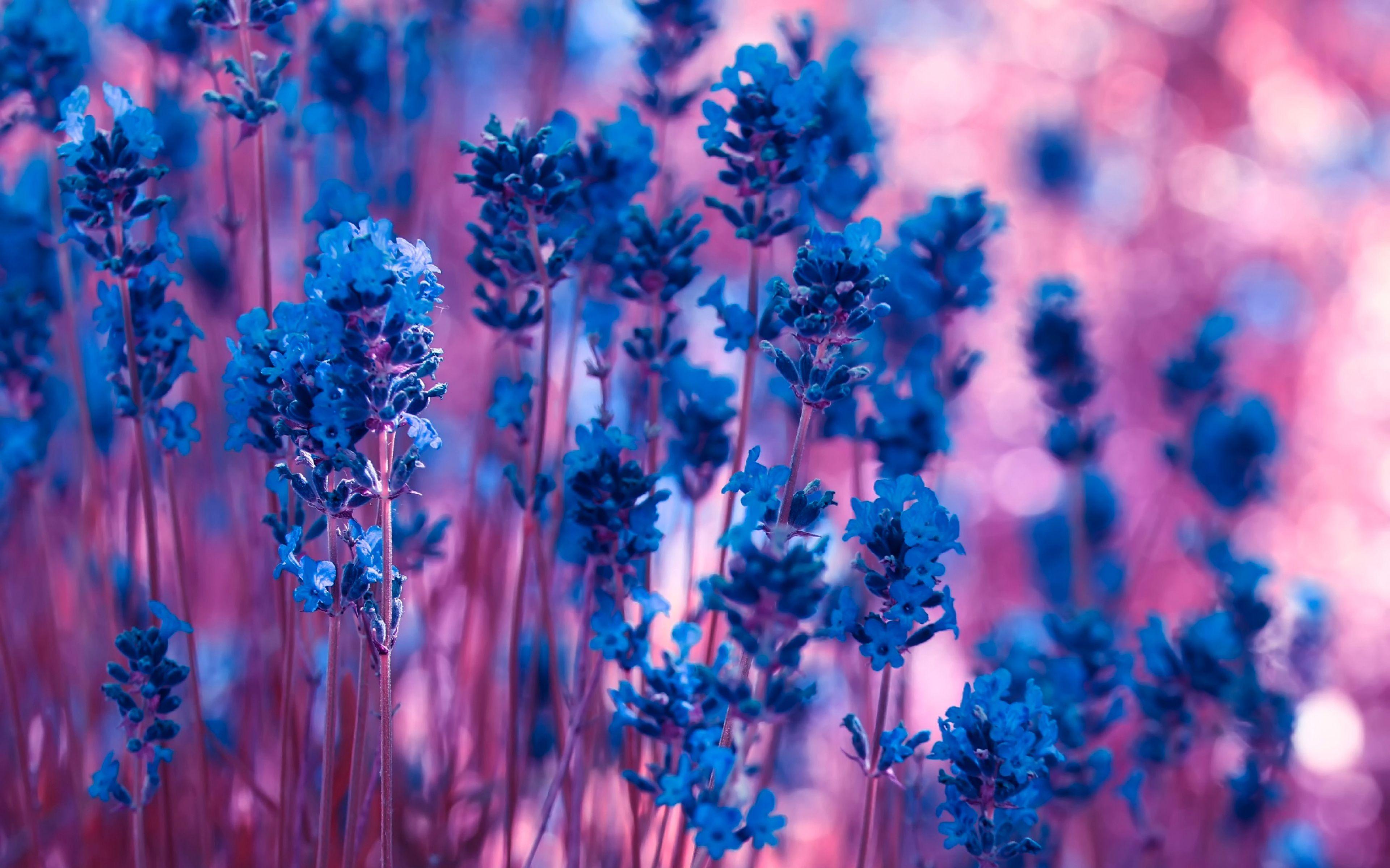 blue spring flowers background