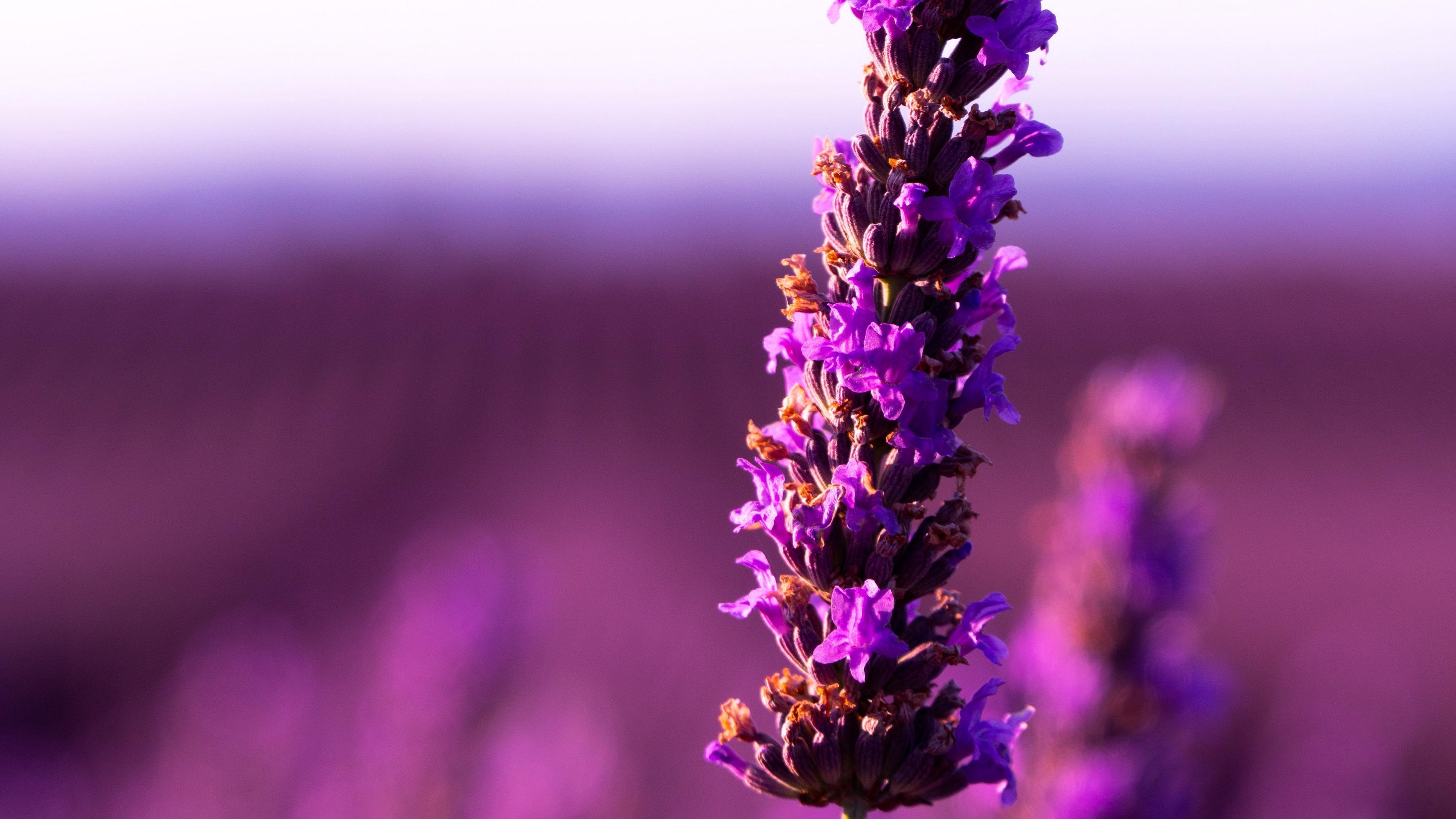 Download wallpaper 3840x2160 lavender, flower, purple