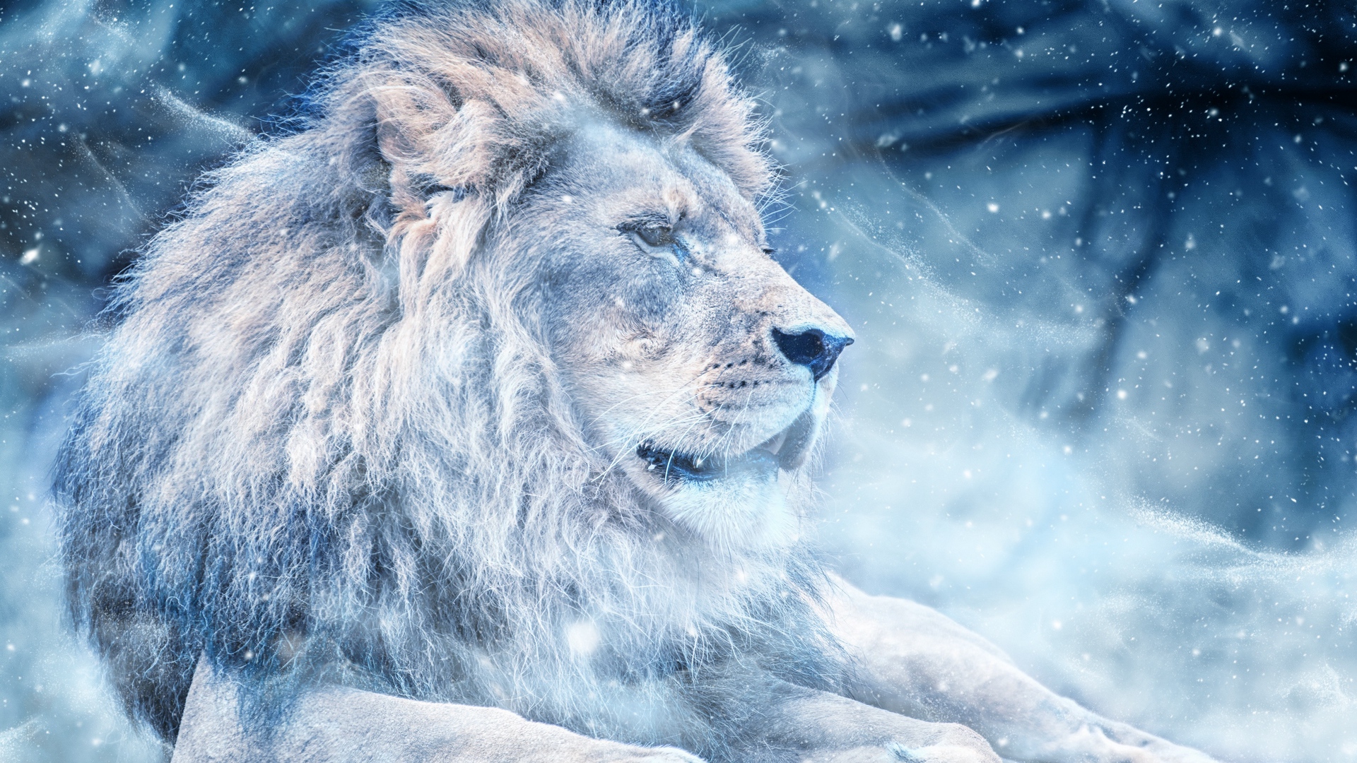 Download wallpaper 1920x1080 lion, snow, big cat, king of beasts