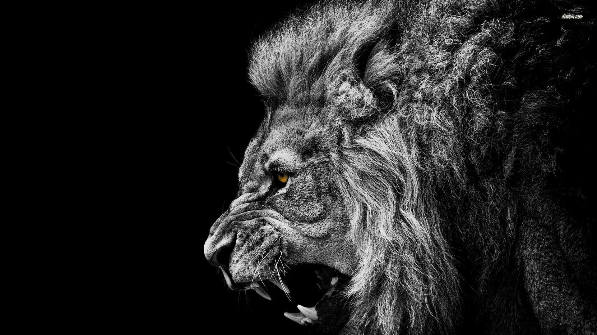 Roaring Lion Wallpaper Lion Wallpaper HD