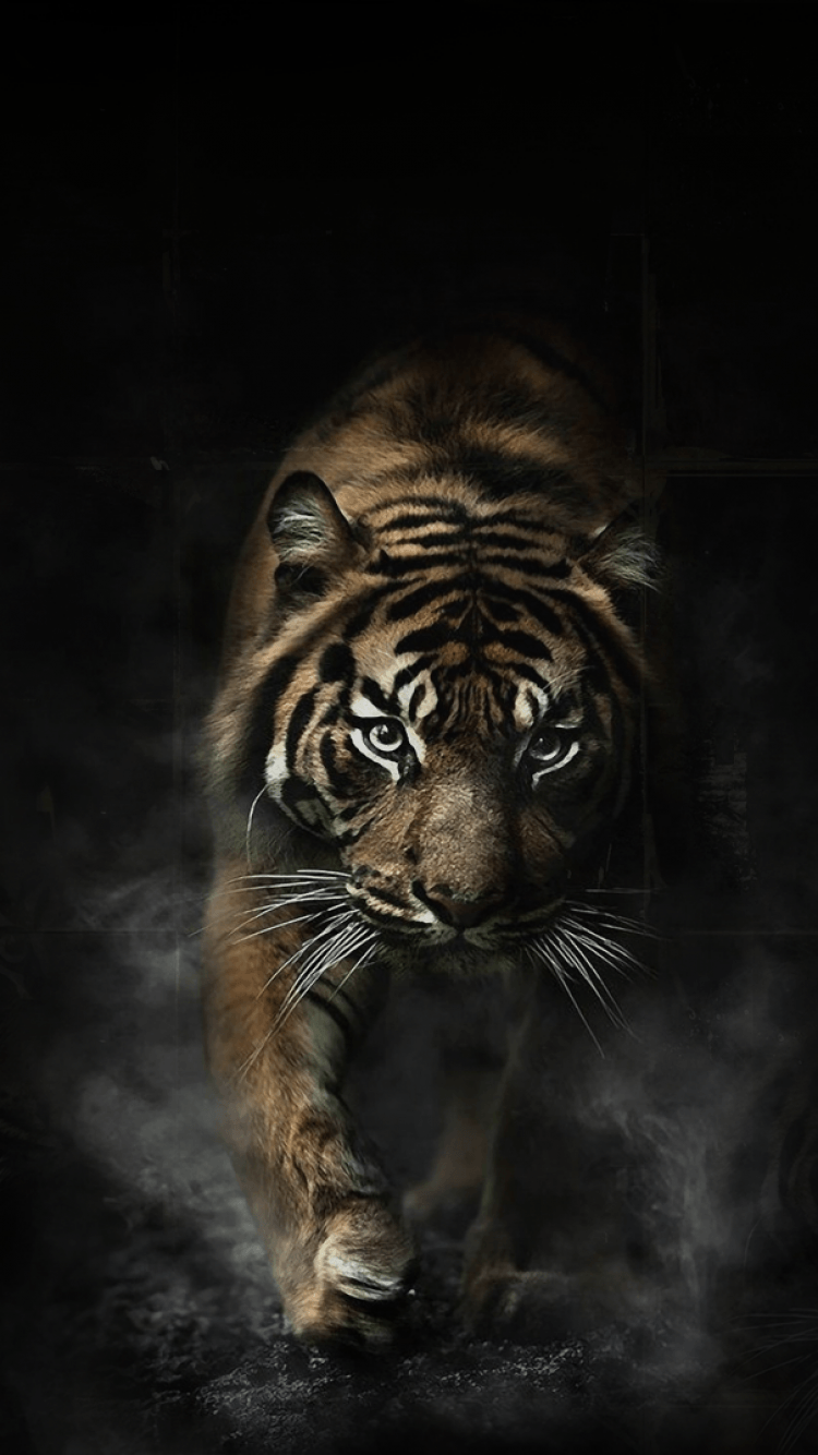Tigers 4K Mobile Wallpapers - Wallpaper Cave