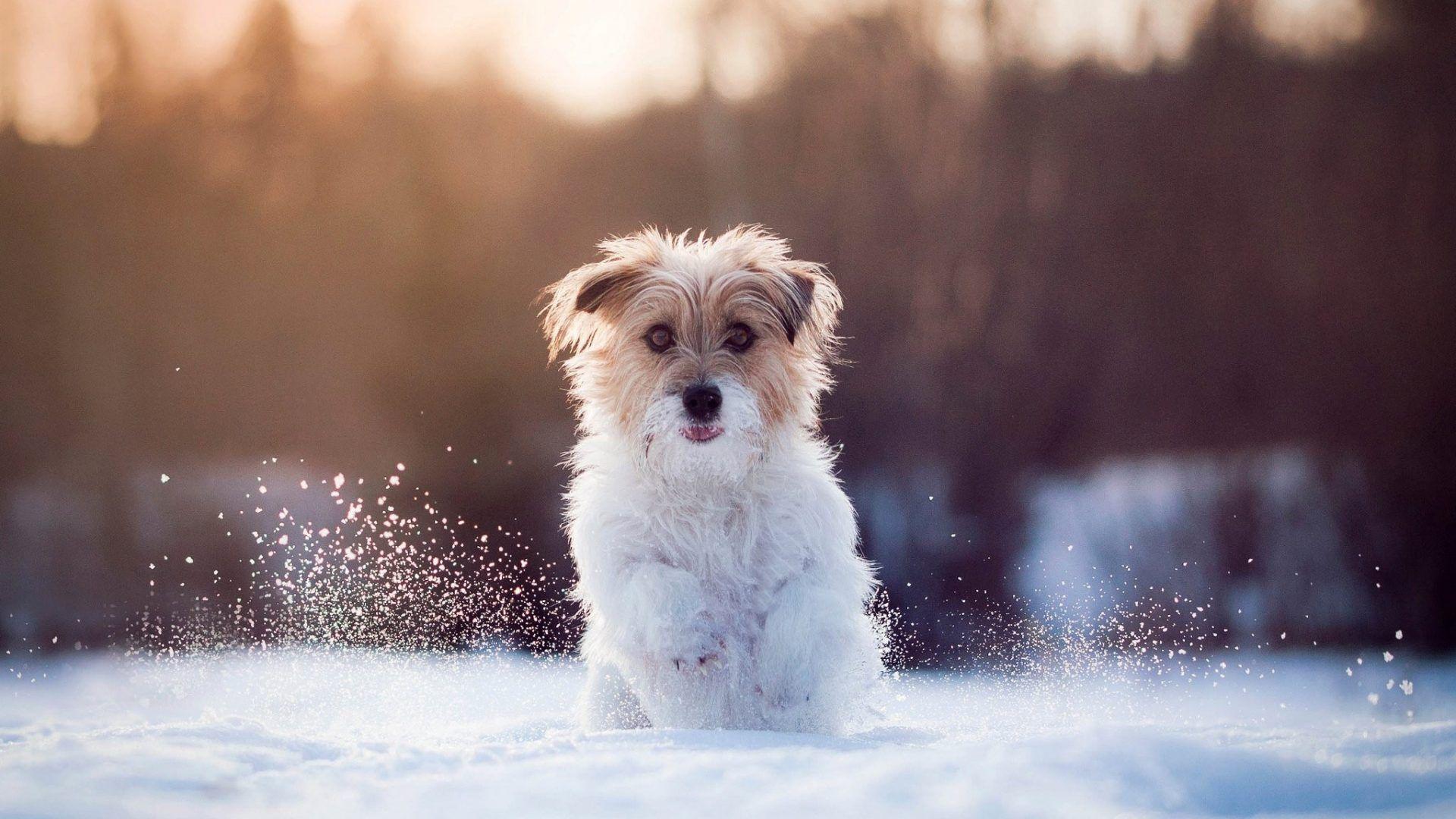 Dog In Snow Wallpapers Wallpaper Cave
