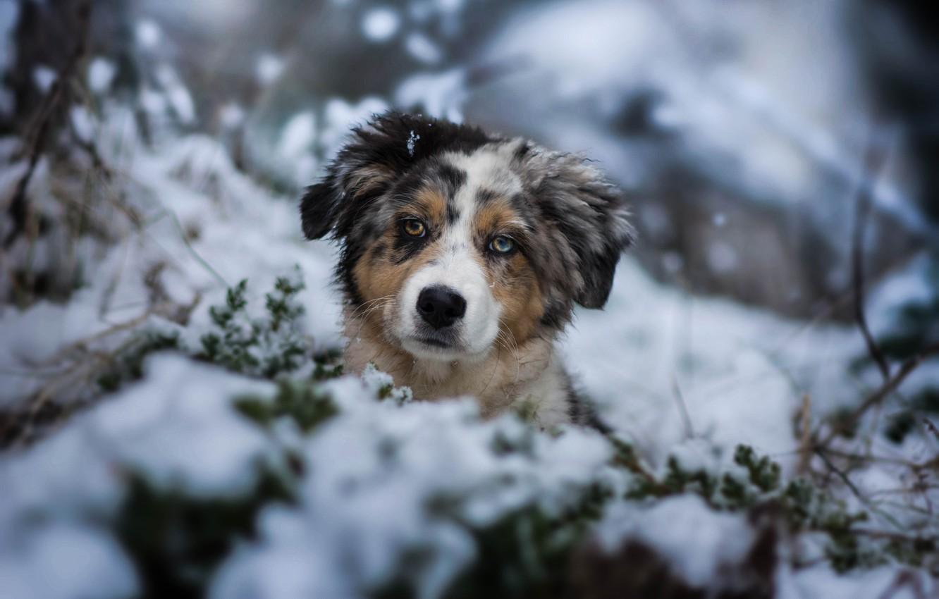 Wallpaper winter, look, snow, dog, puppy, face, doggie