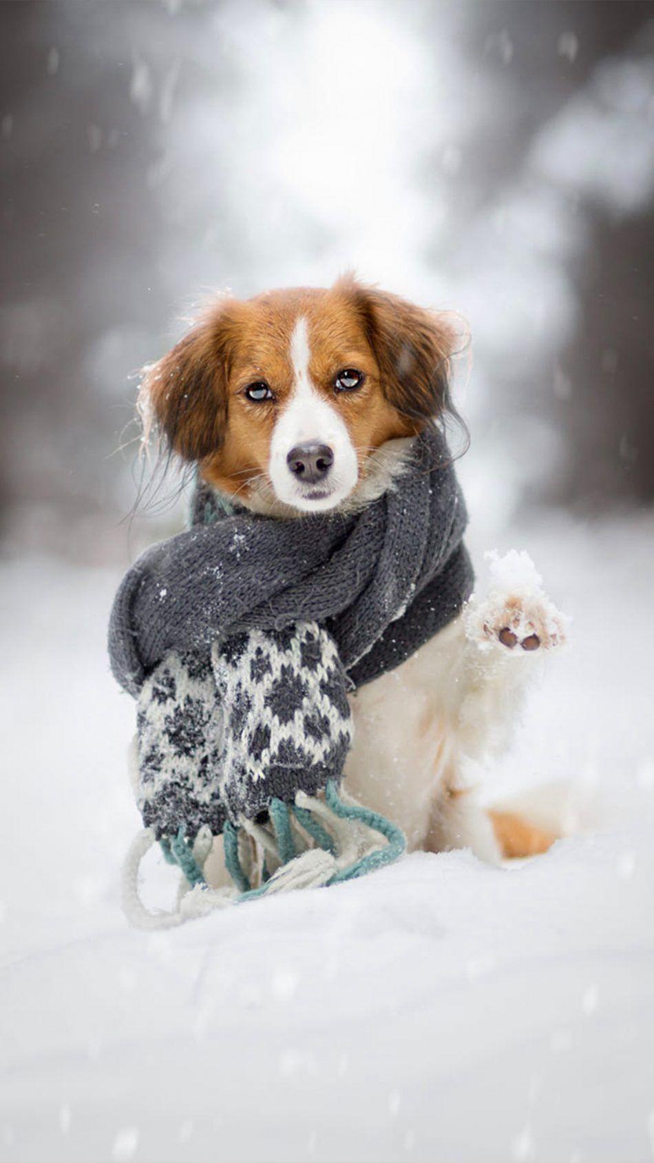 Download Puppy Scarf Snow Winter Free Pure 4K Ultra HD