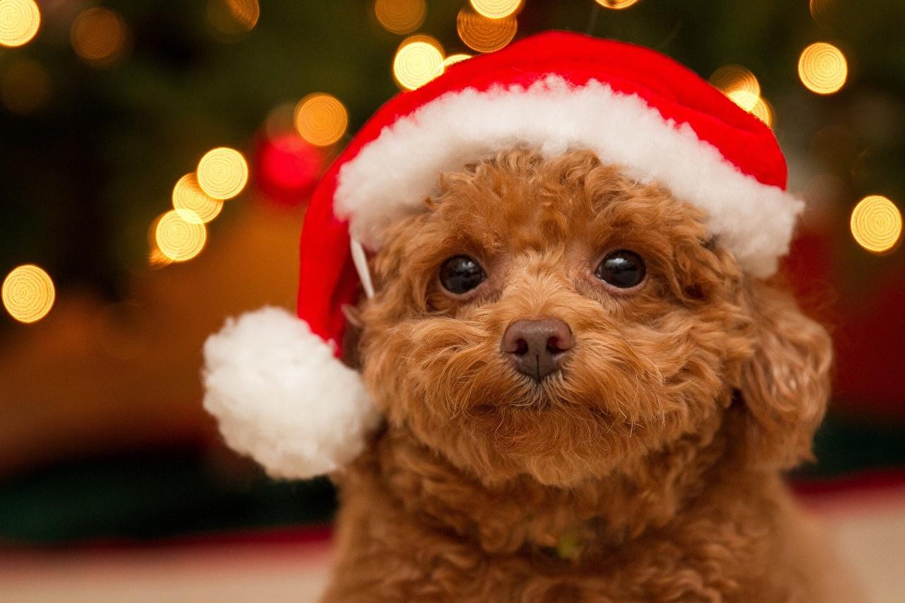 Photo Puppy Poodle Dogs New year Winter hat animal Staring