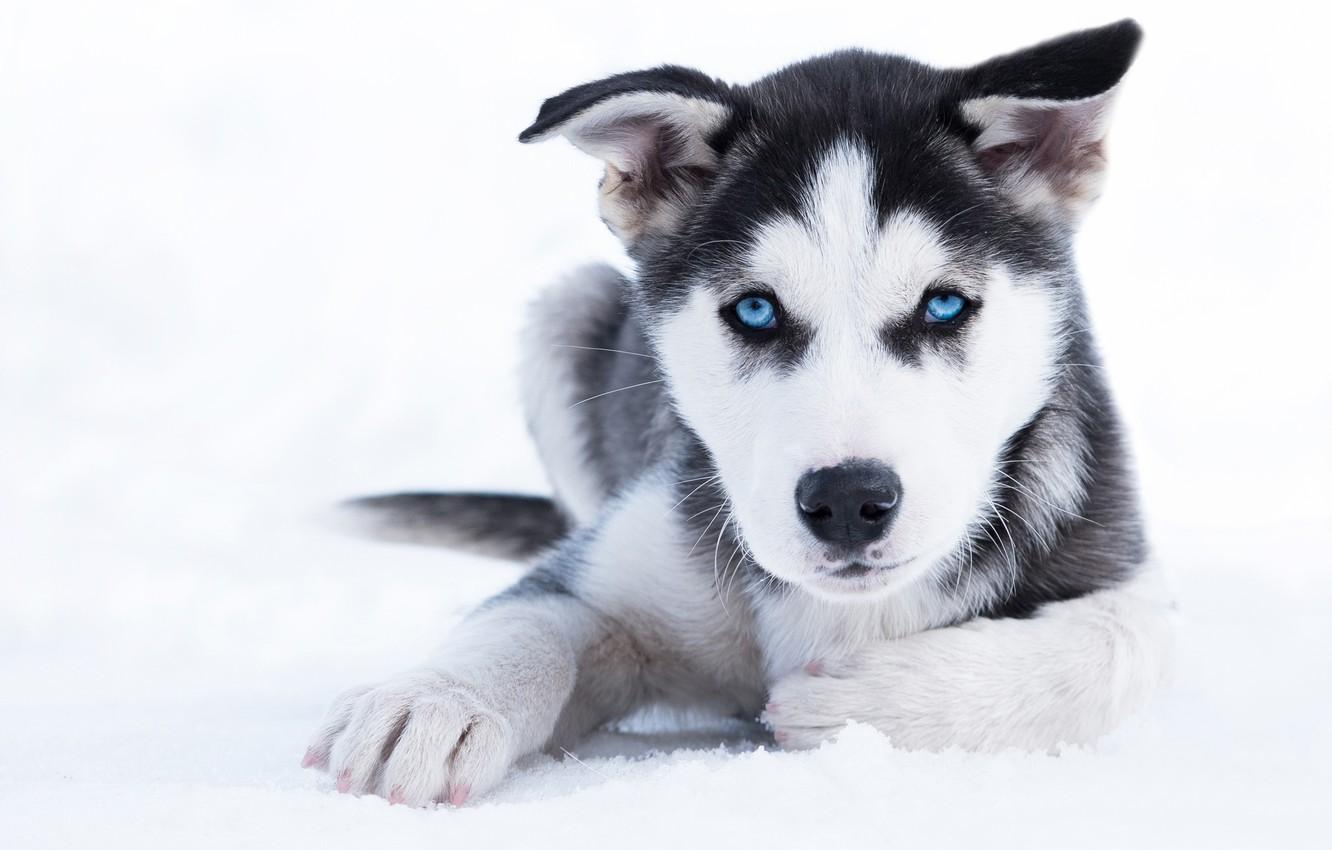 Wallpaper winter, look, snow, dog, puppy, blue eyes, husky image for desktop, section собаки