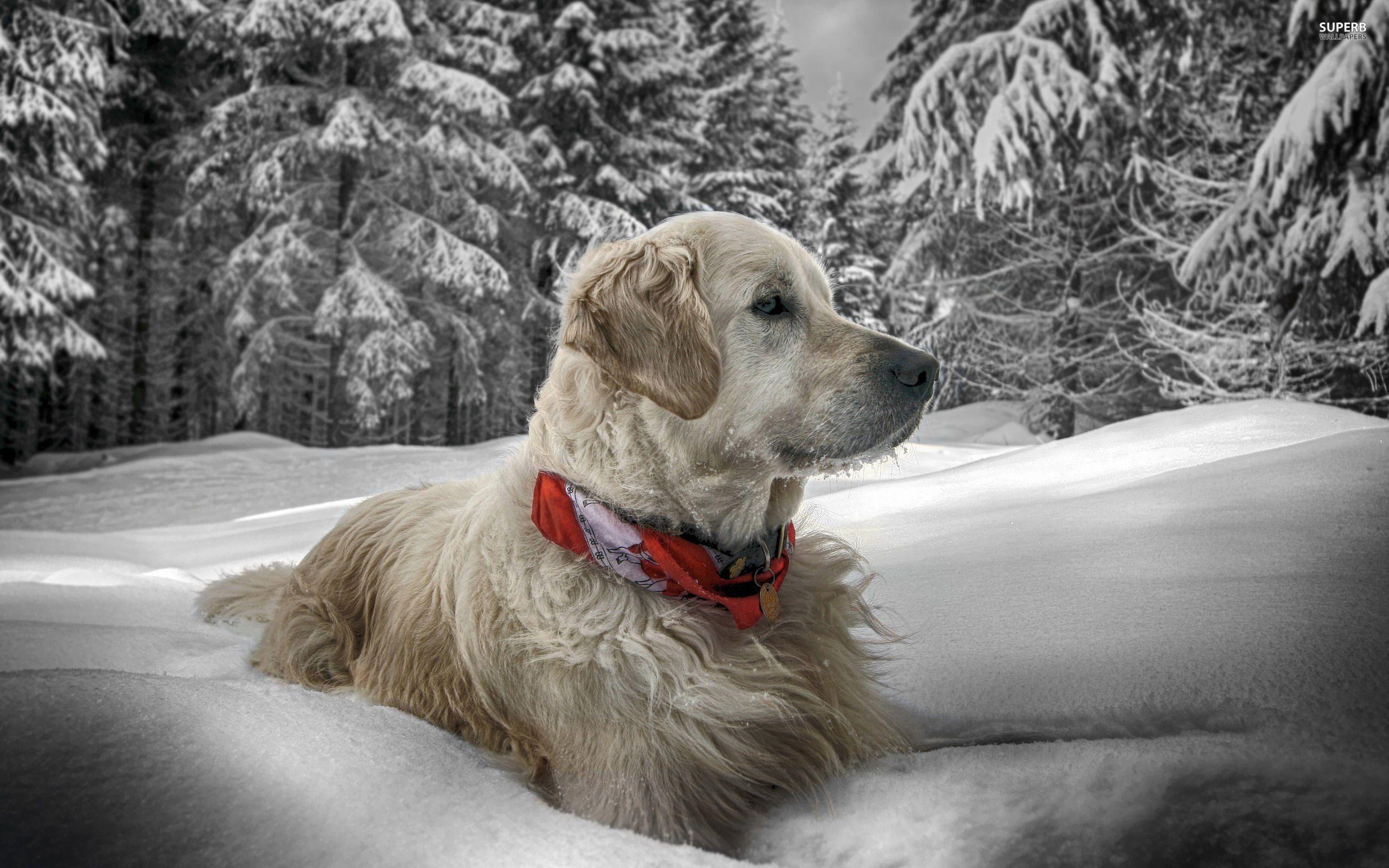 Winter Animal Wallpaper Picture. Dogs golden retriever