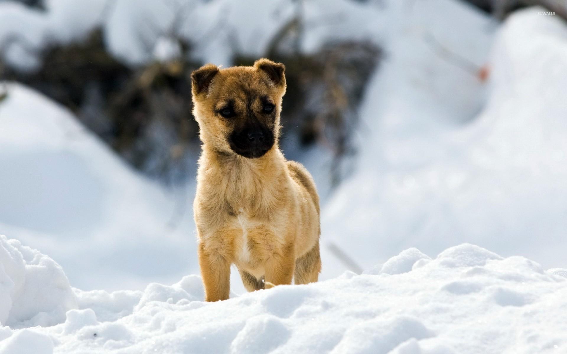 Puppy in the snow wallpaper wallpaper