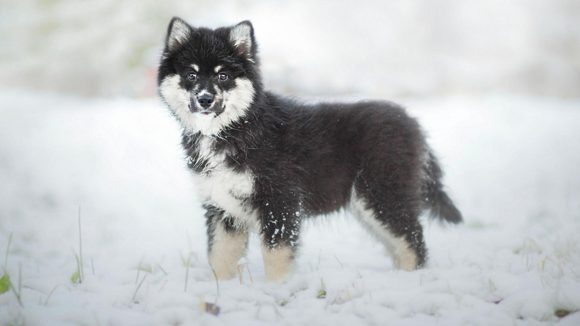image puppies dog Finnish Lapphund Winter Snow Animals