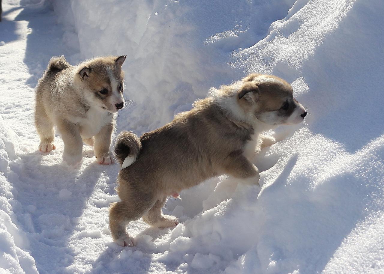 Wallpaper Puppy dog Two Winter Snow Animals