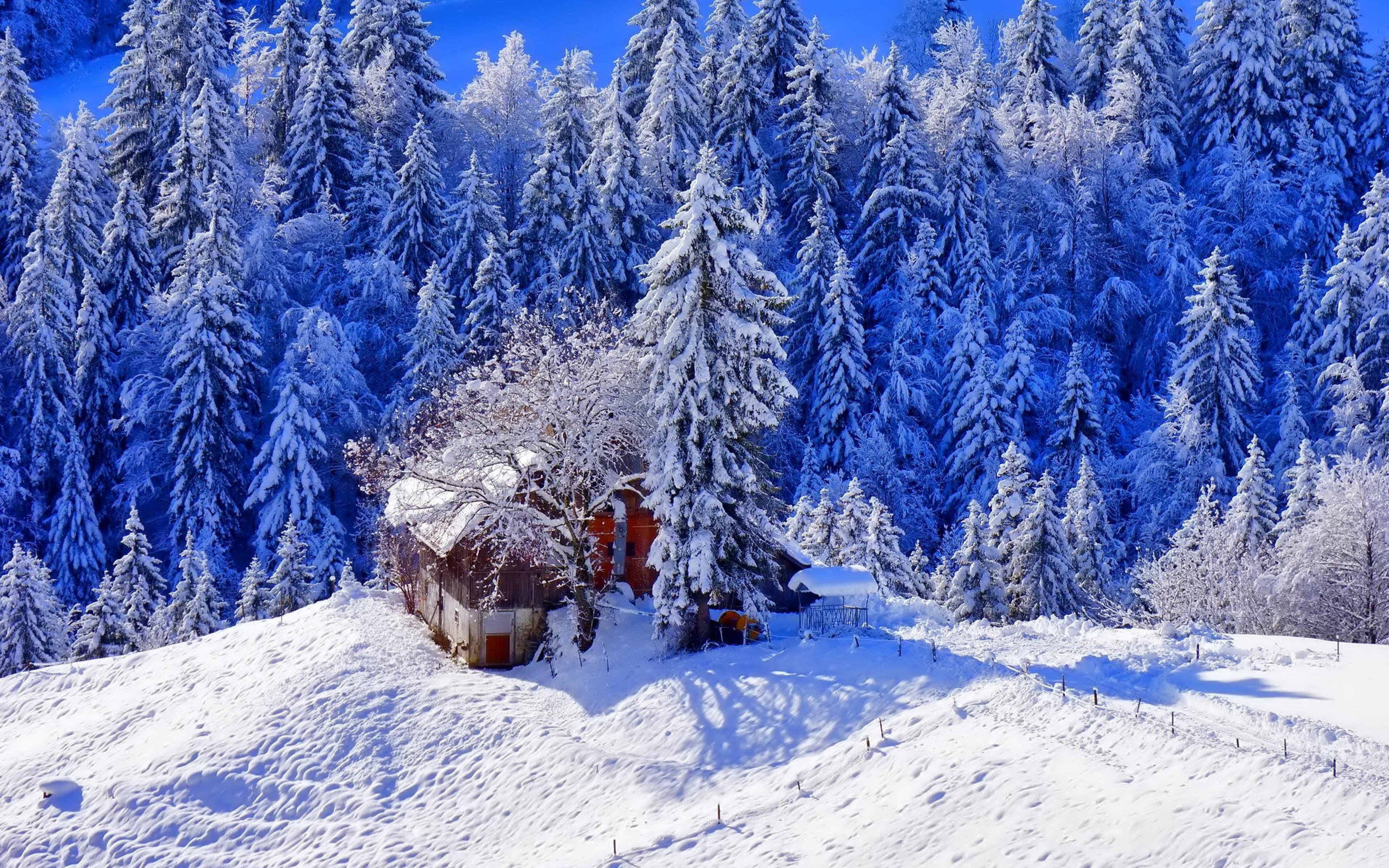 Снежная красота. Красивая зима. Зимний лес. Сказочный зимний лес. Красивый зимний лес.