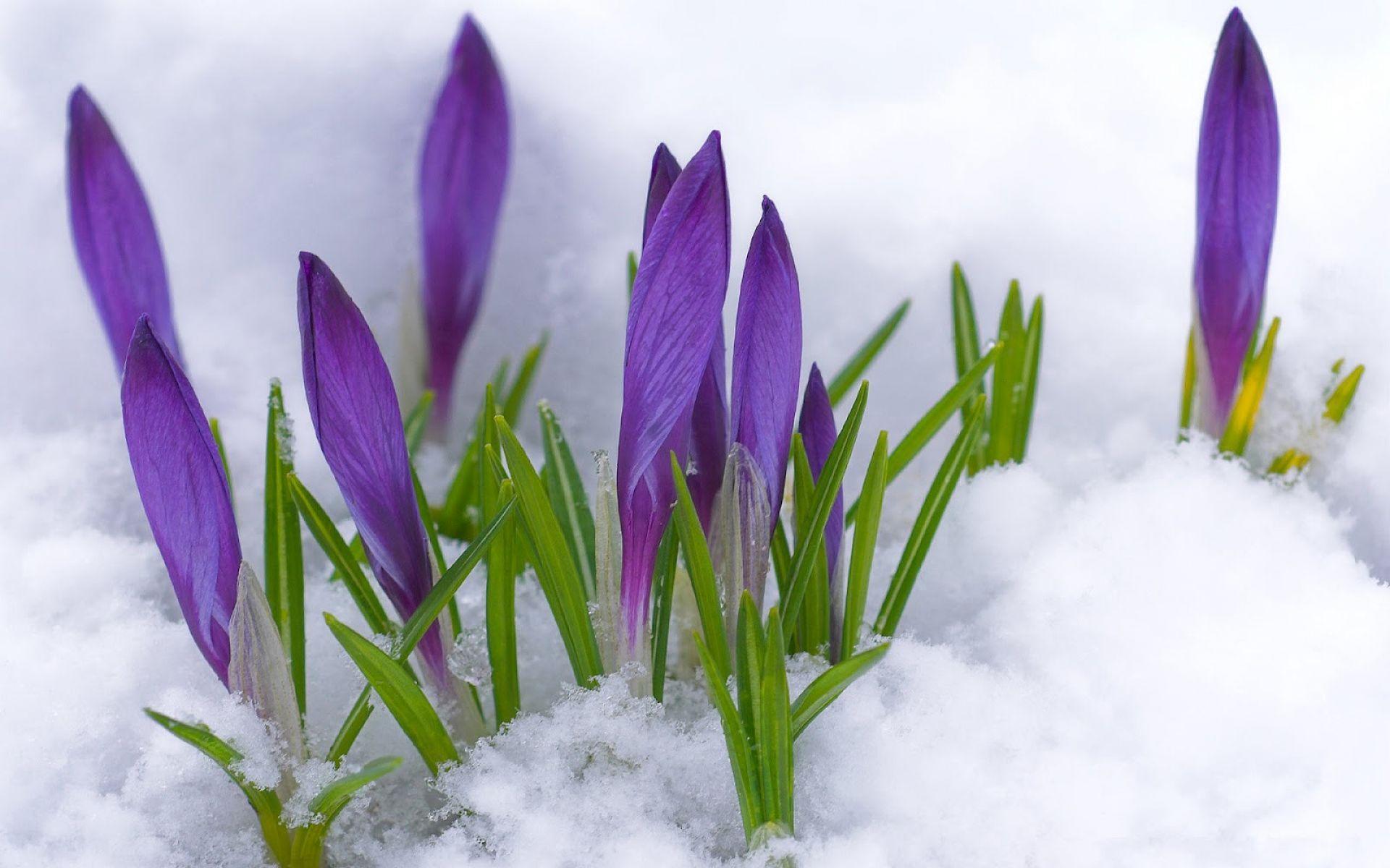 Flowers in Snow Wallpaper Free Flowers in Snow