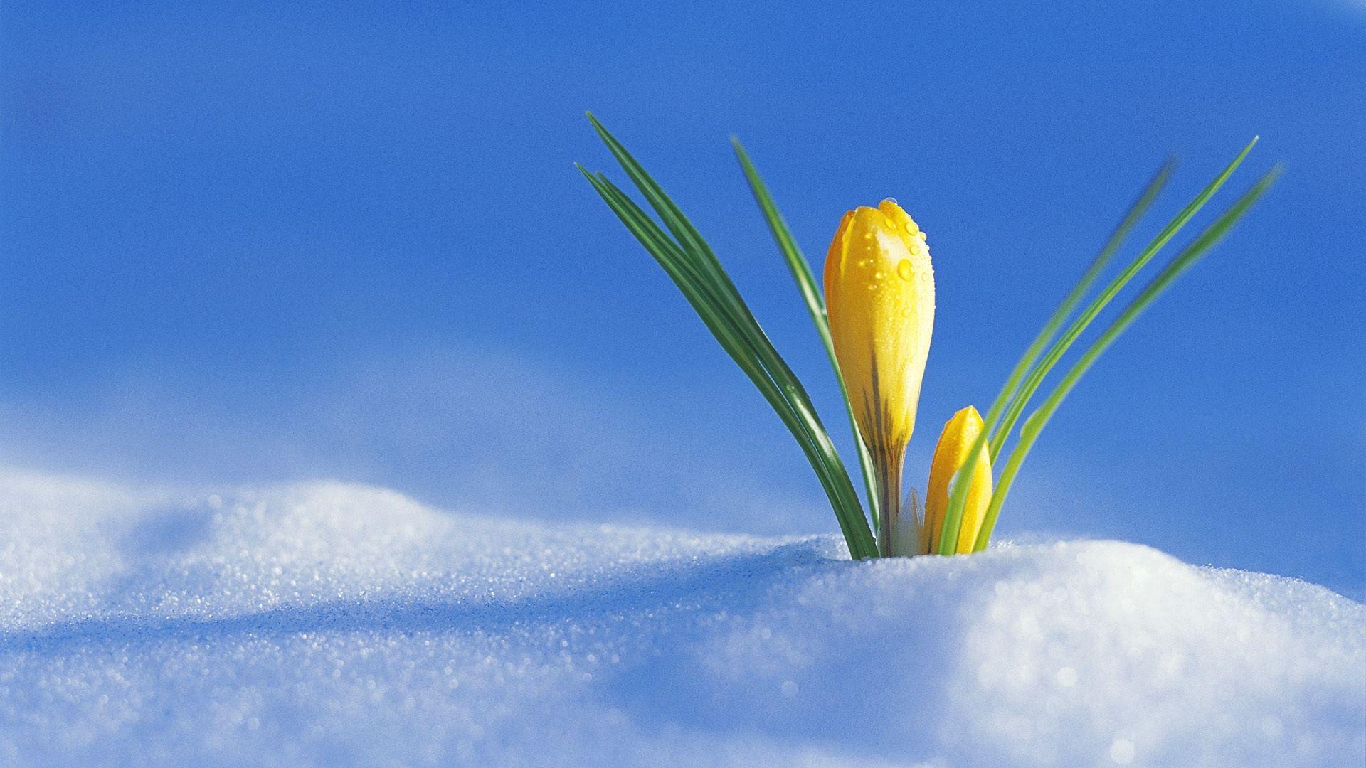 Download Original crocus, flower, drops, snow, spring