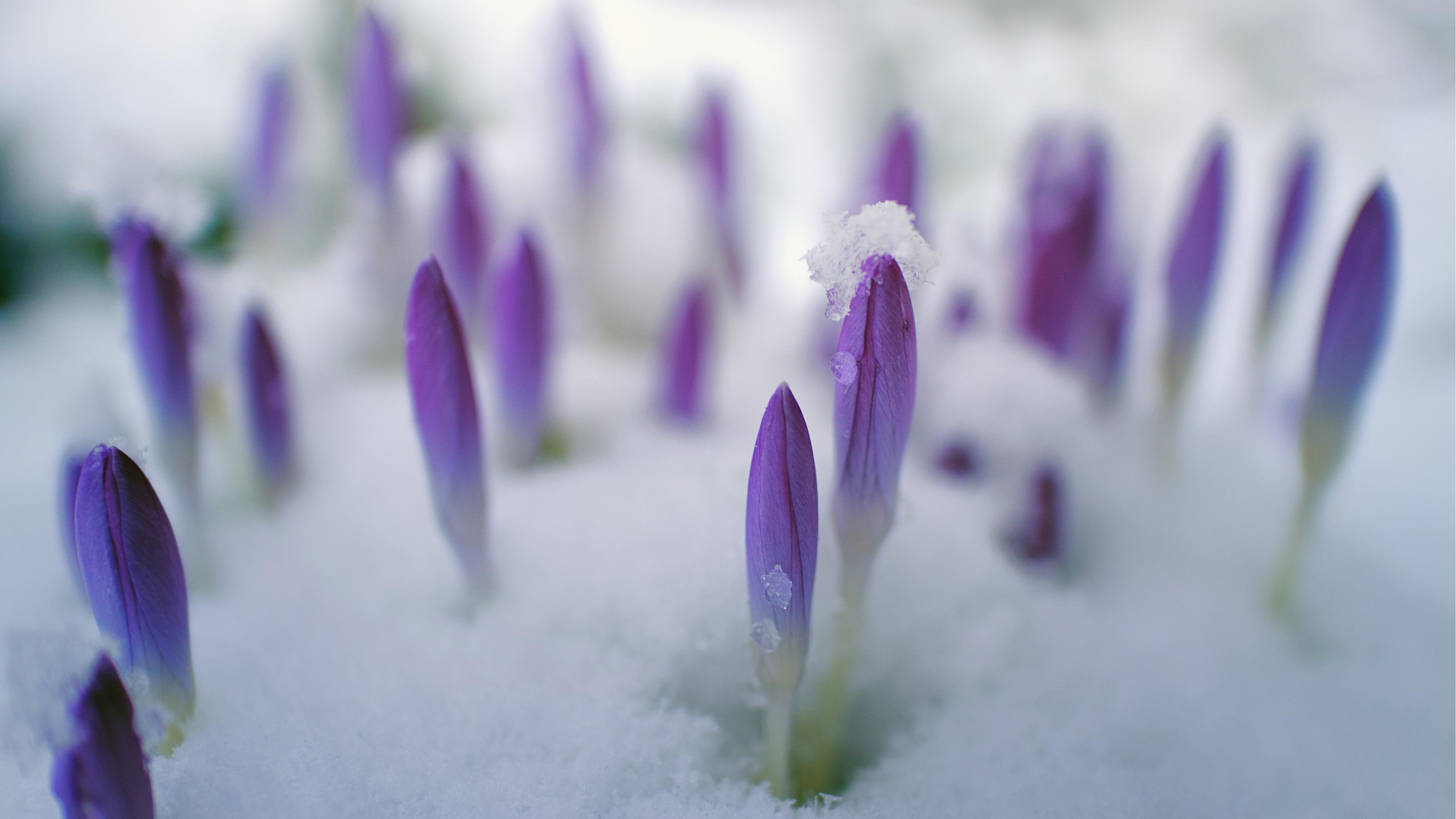 Snowy Flower Buds Chromebook Wallpaper