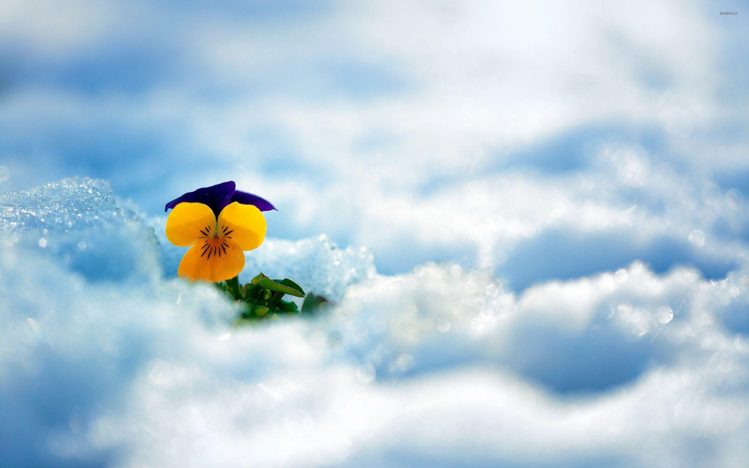 Pansy in the snow wallpaper wallpaper