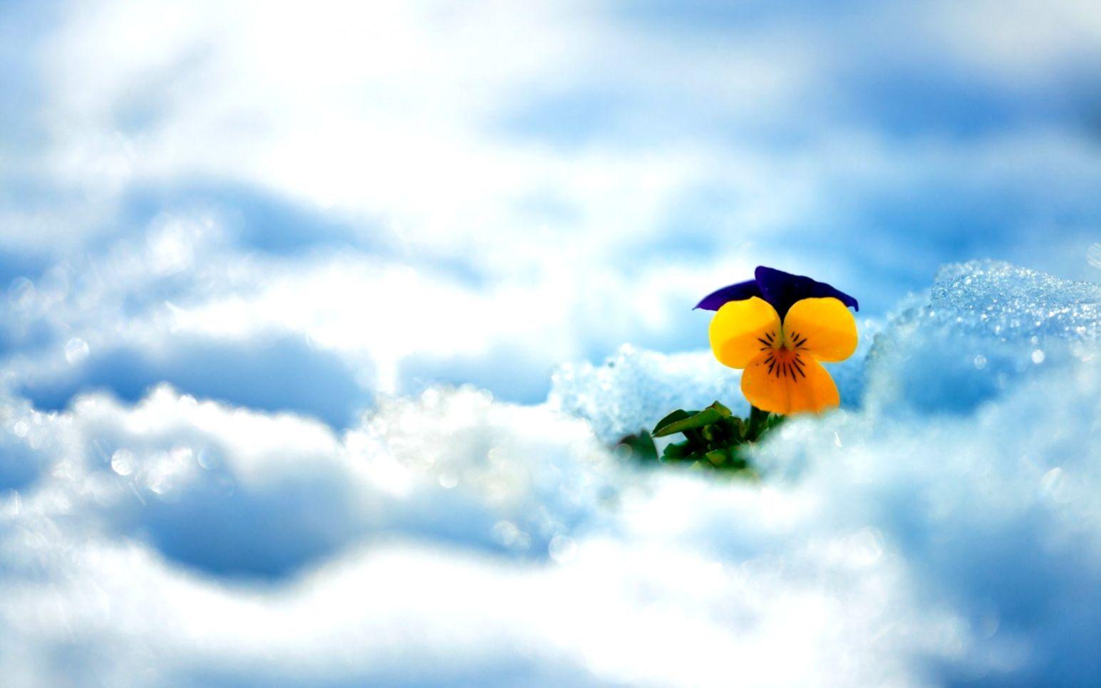 Spring Snow Flower Pansy HD Wallpaper