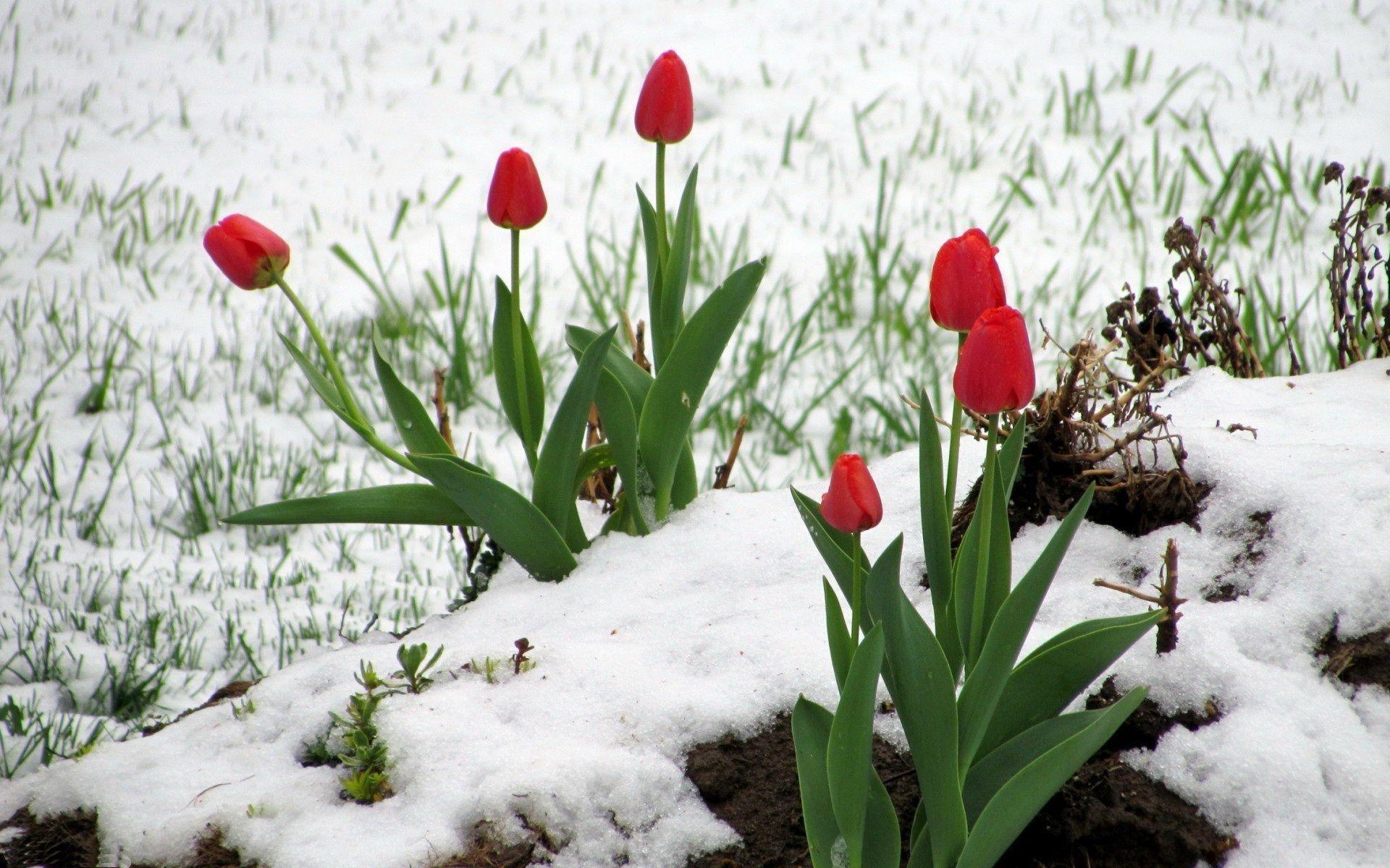 Flowers: Red Tulips Snow Winter Tulip Wallpaper