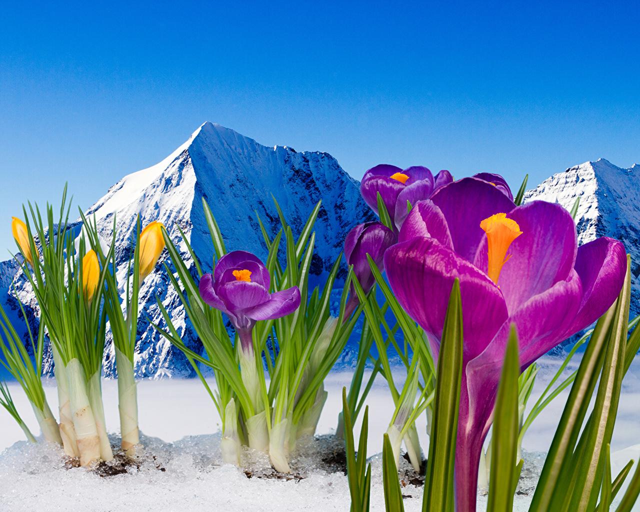 Image Mountains Snow flower Crocuses Closeup