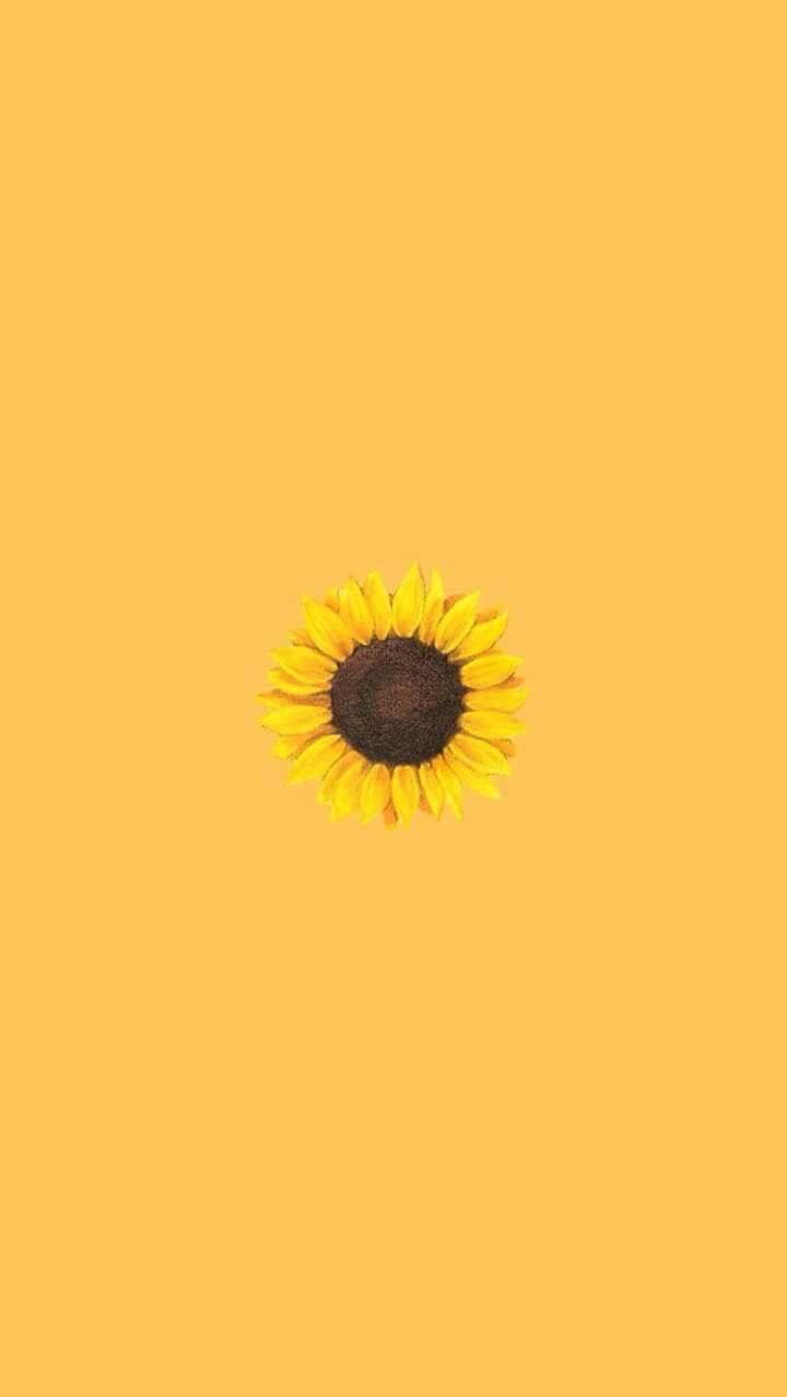 yellow. Sunflower wallpaper