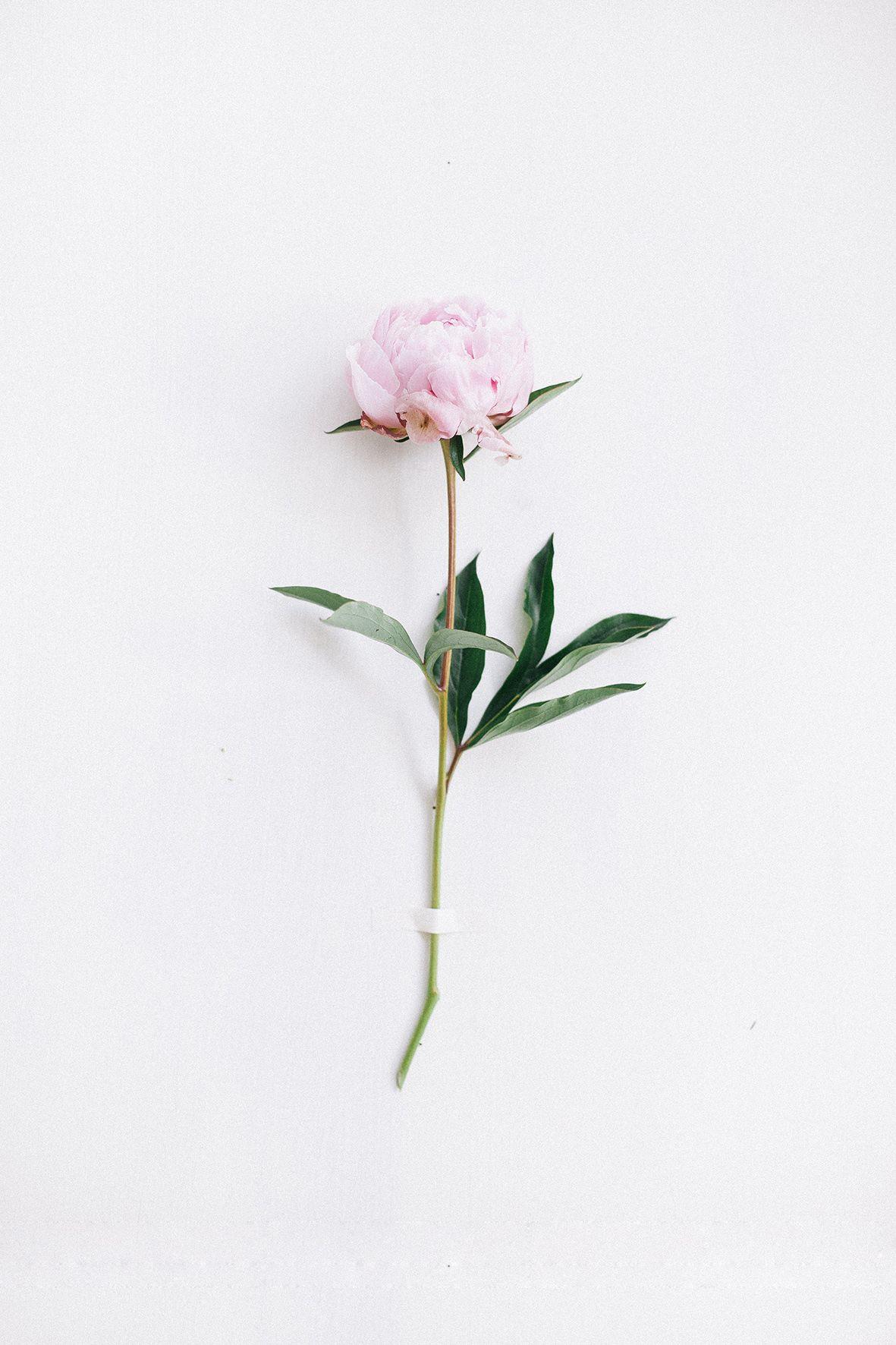 590452 4771x3185 wallpaper, minimal, red, flower, one, life, wall, Free  stock photos, rose, single, plant, green, alone - Rare Gallery HD Wallpapers