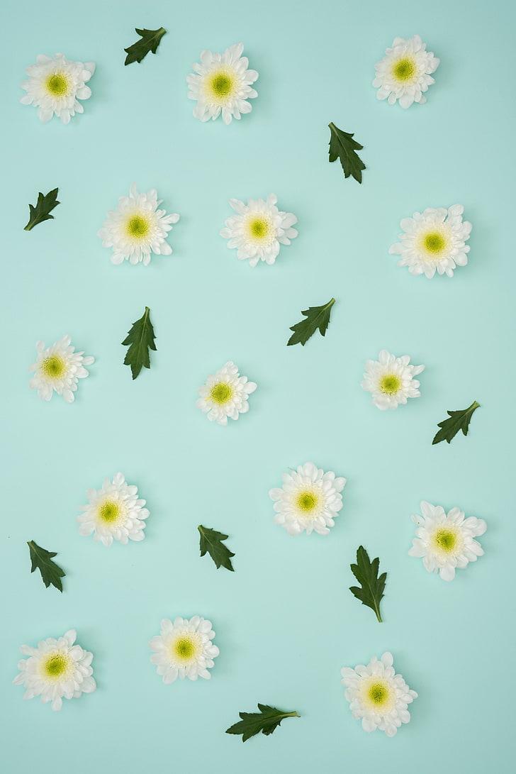HD wallpaper: artificial white flowers, chamomile, leaves, minimalism, pastel