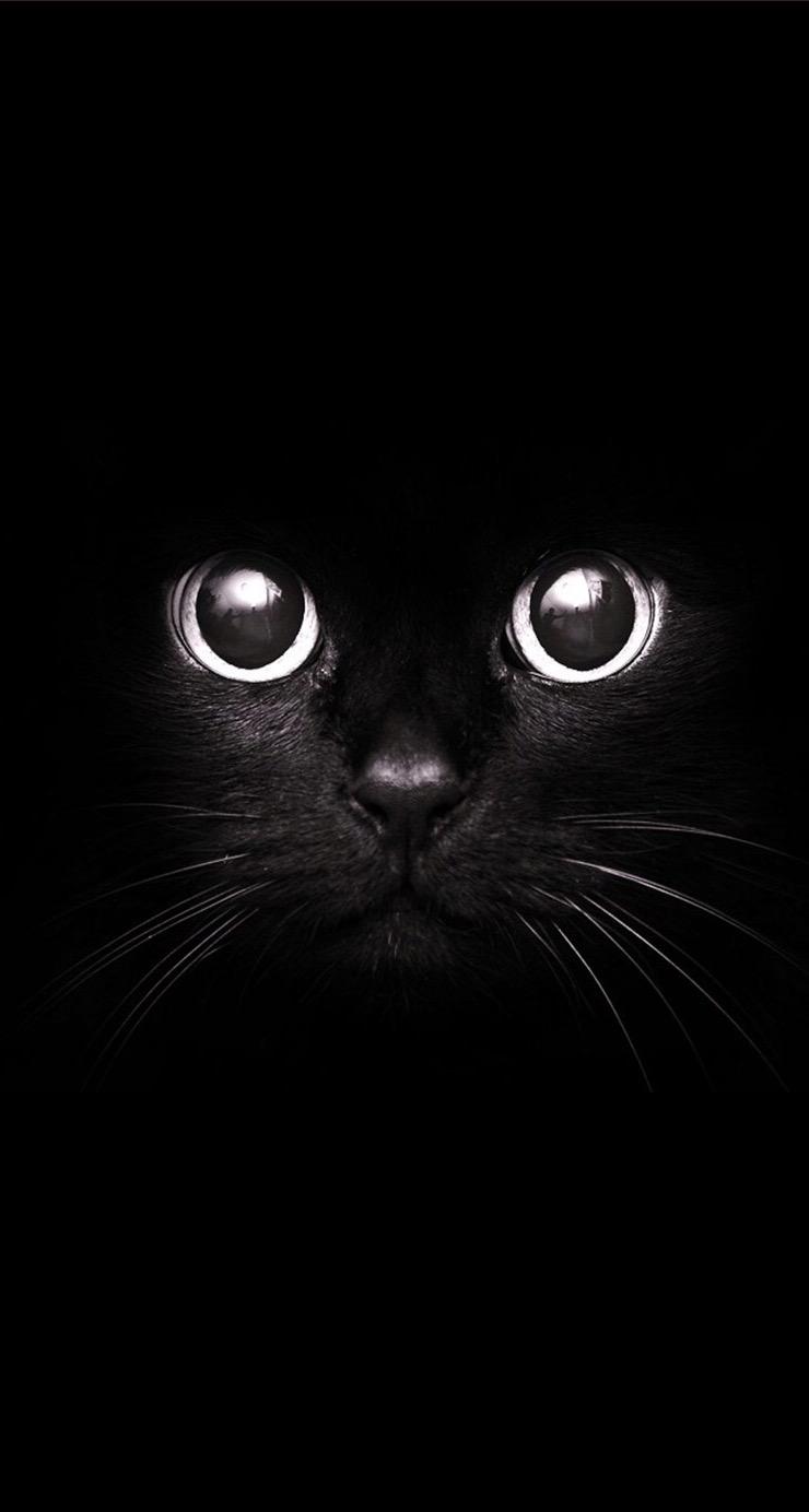 Cute Black Cat Wallpaper iPhone 3D iPhone Wallpaper