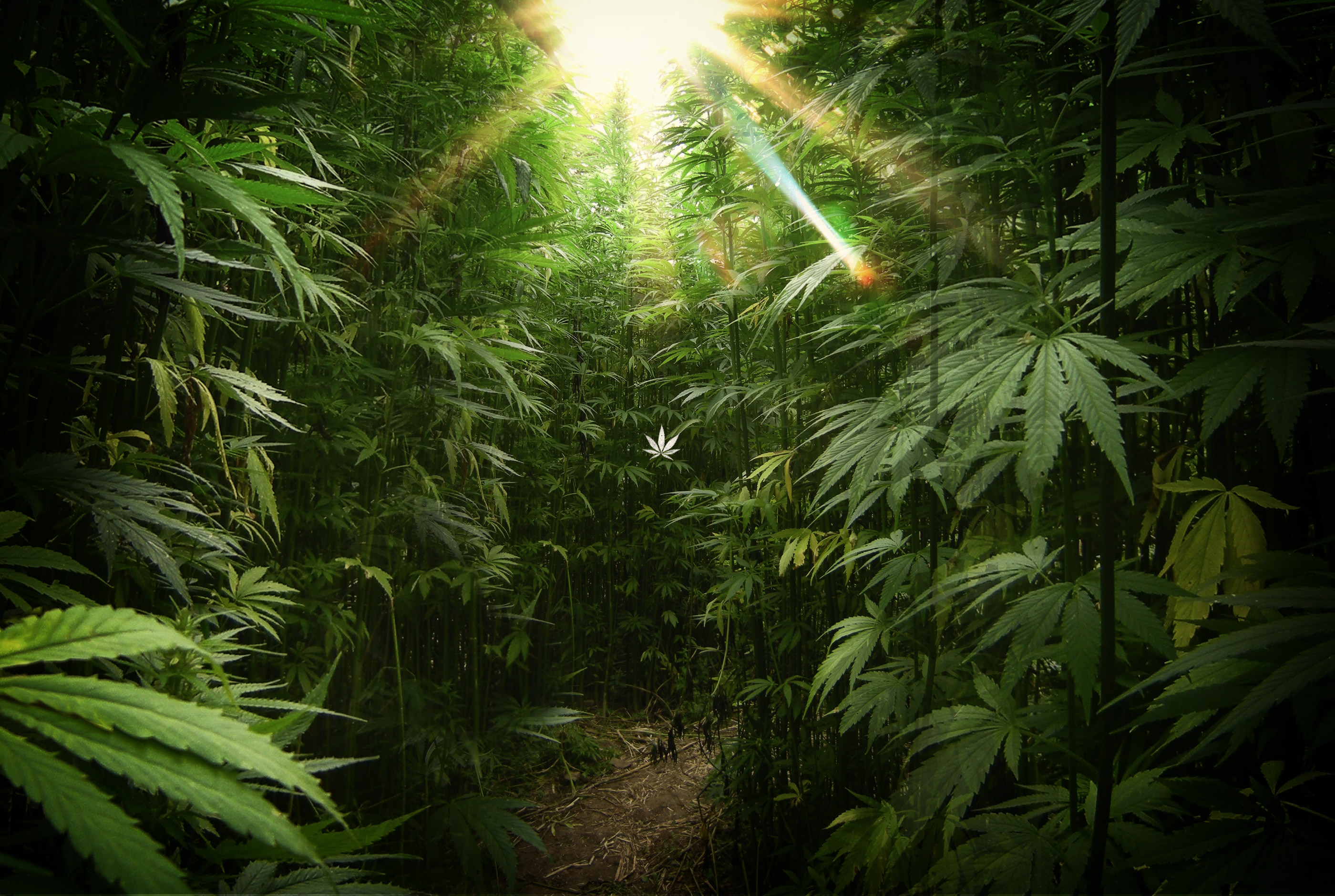 Cannabis Wallpaper for Desktop