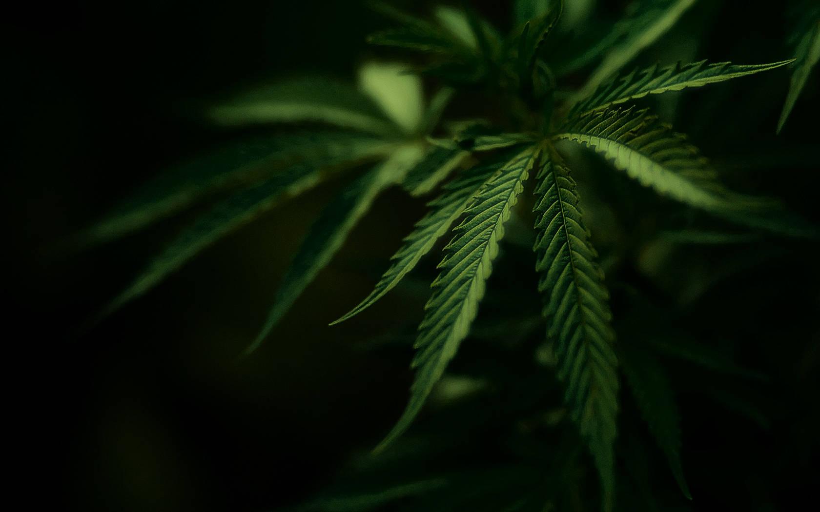 Weed Wallpaper for Desktop. Weed