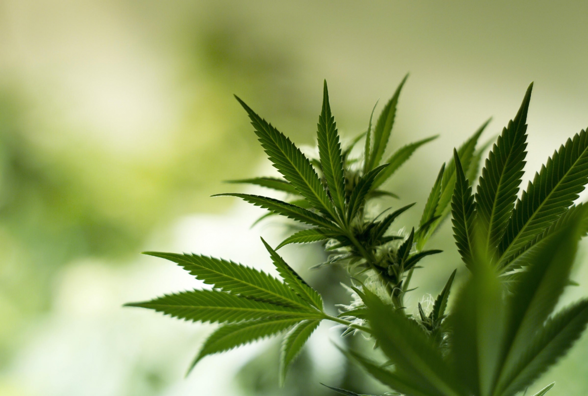 marijuana desktop wallpaper free. Other. Tokkoro.com