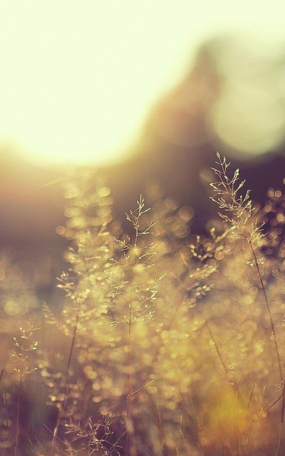 Blurred Grass Bokeh Android and iPhone Wallpaper Background