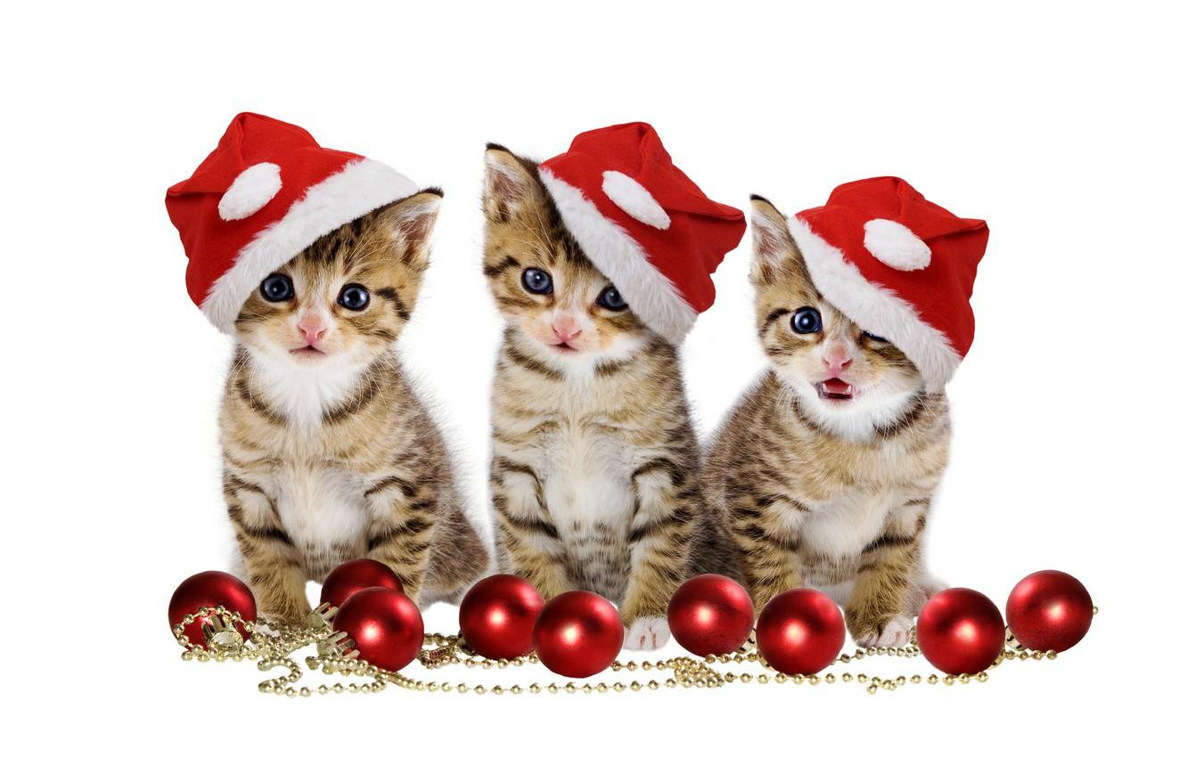 Wallpaper christmas, magic, balls, hat, kitten, eyes, cat