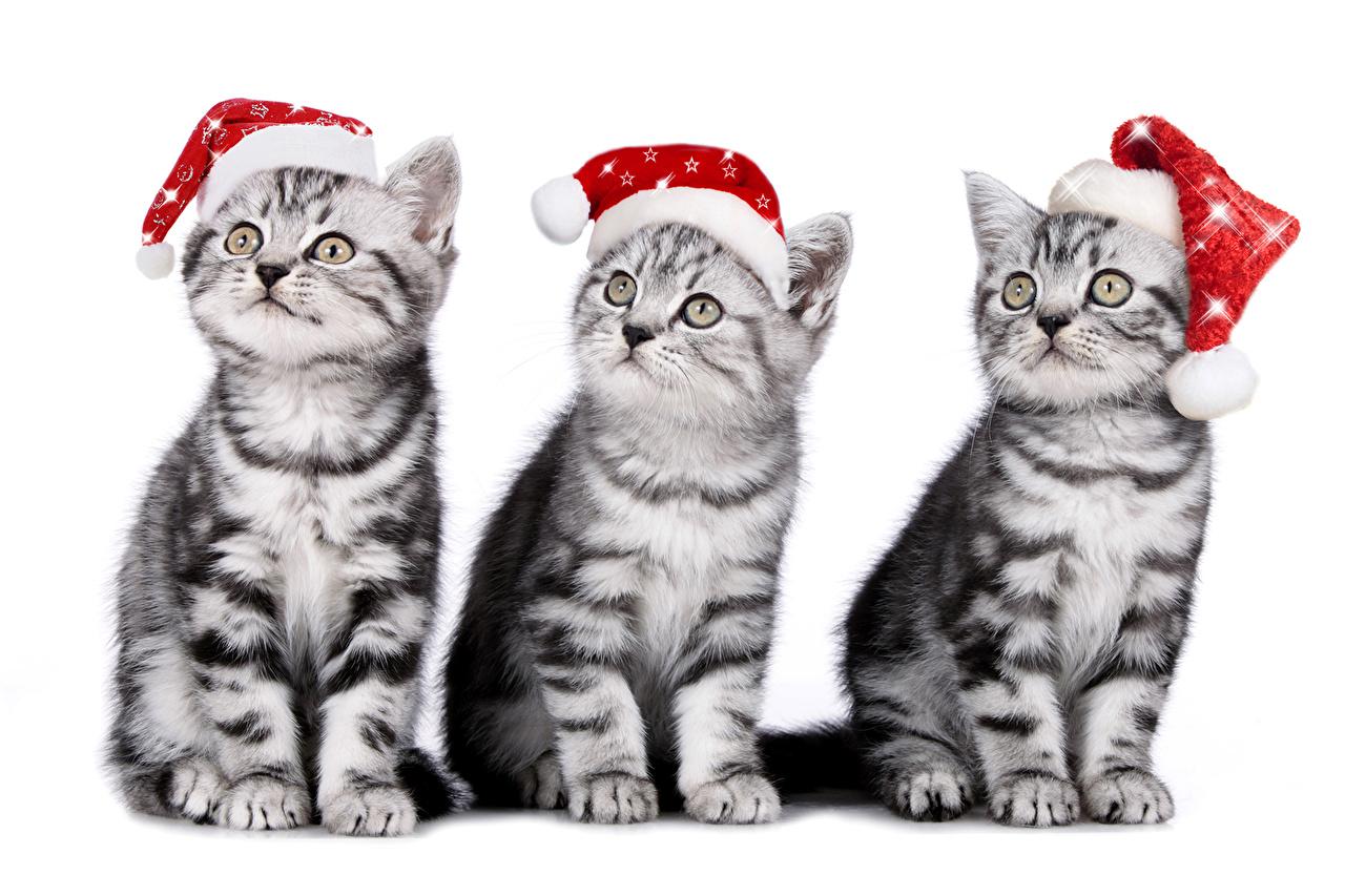 image kitty cat Cats New year Winter hat Three 3 Animals